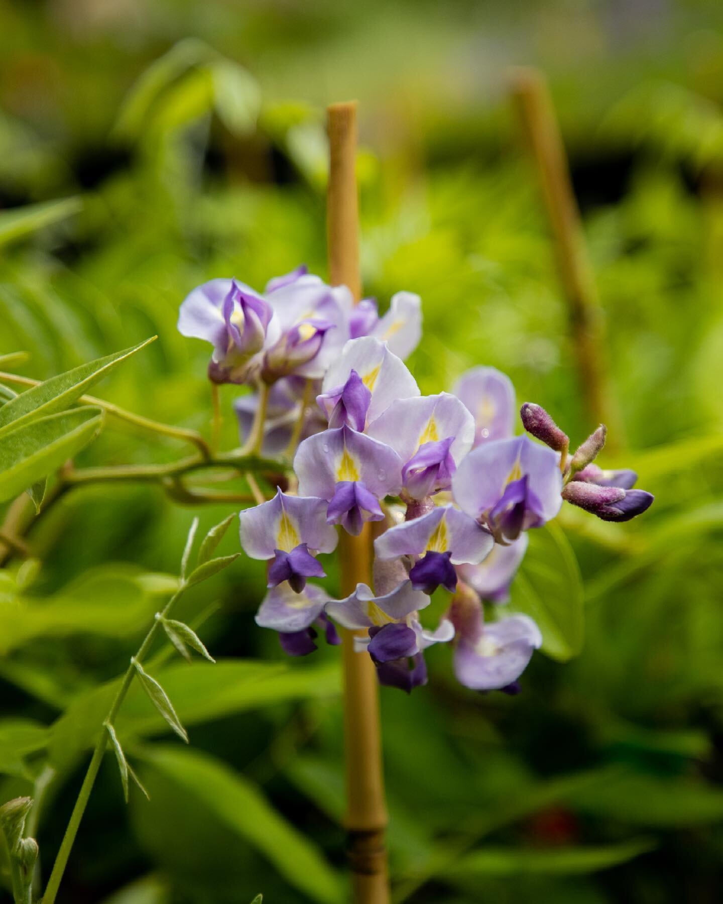 Got in some new varieties of wisteria vines, in many different colors! Come check it out!

#plantnursery #plantlife #gardenneeds #smallbusiness #smallbusinessowner #familybusiness #familyowned #familyownedandoperated #familyownedbusiness #greenthumb 