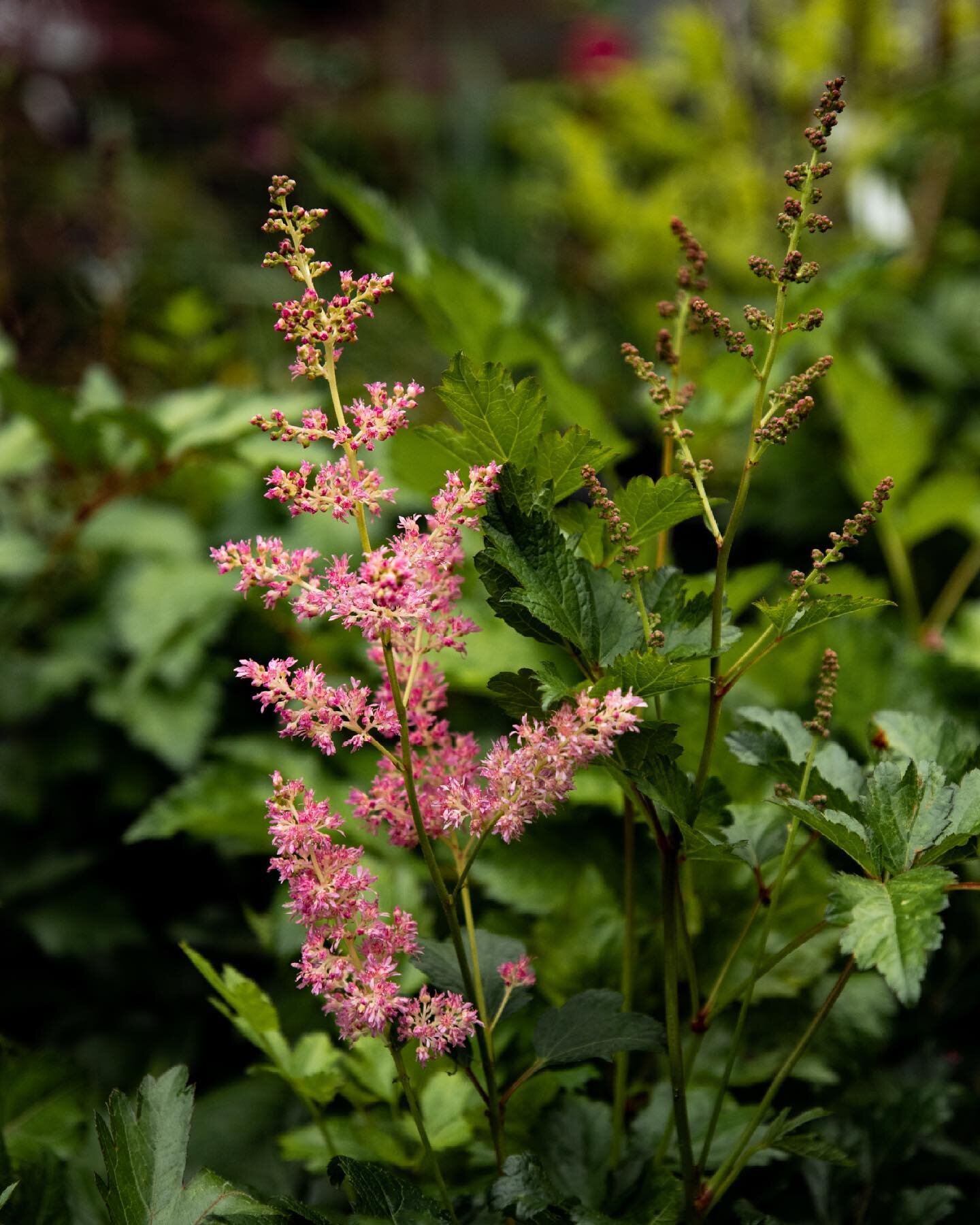 Do you need a deer resistant plant?Astilbe is a great perennial flower that is deer resistant! We have three different colors to choose from. Come check it out!

#plantnursery #plantlife #gardenneeds #smallbusiness #smallbusinessowner #familybusiness