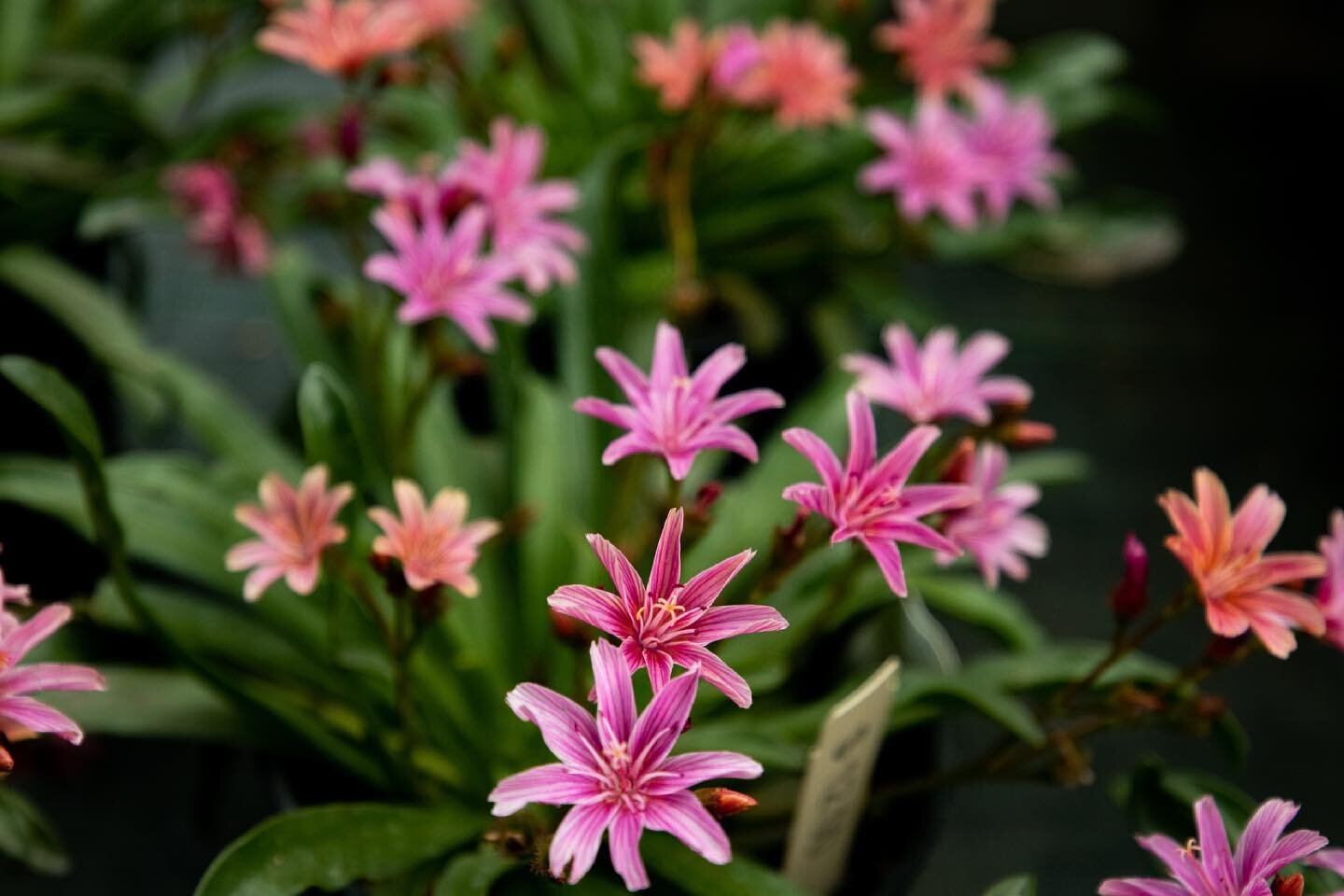 Restocked on Lewisia! It&rsquo;s a great indoor plant or outdoor plant! Perfect for rock gardens! Open today from 12pm to 5pm.

#plantnursery #plantlife #gardenneeds #smallbusiness #smallbusinessowner #familybusiness #familyowned #familyownedandopera