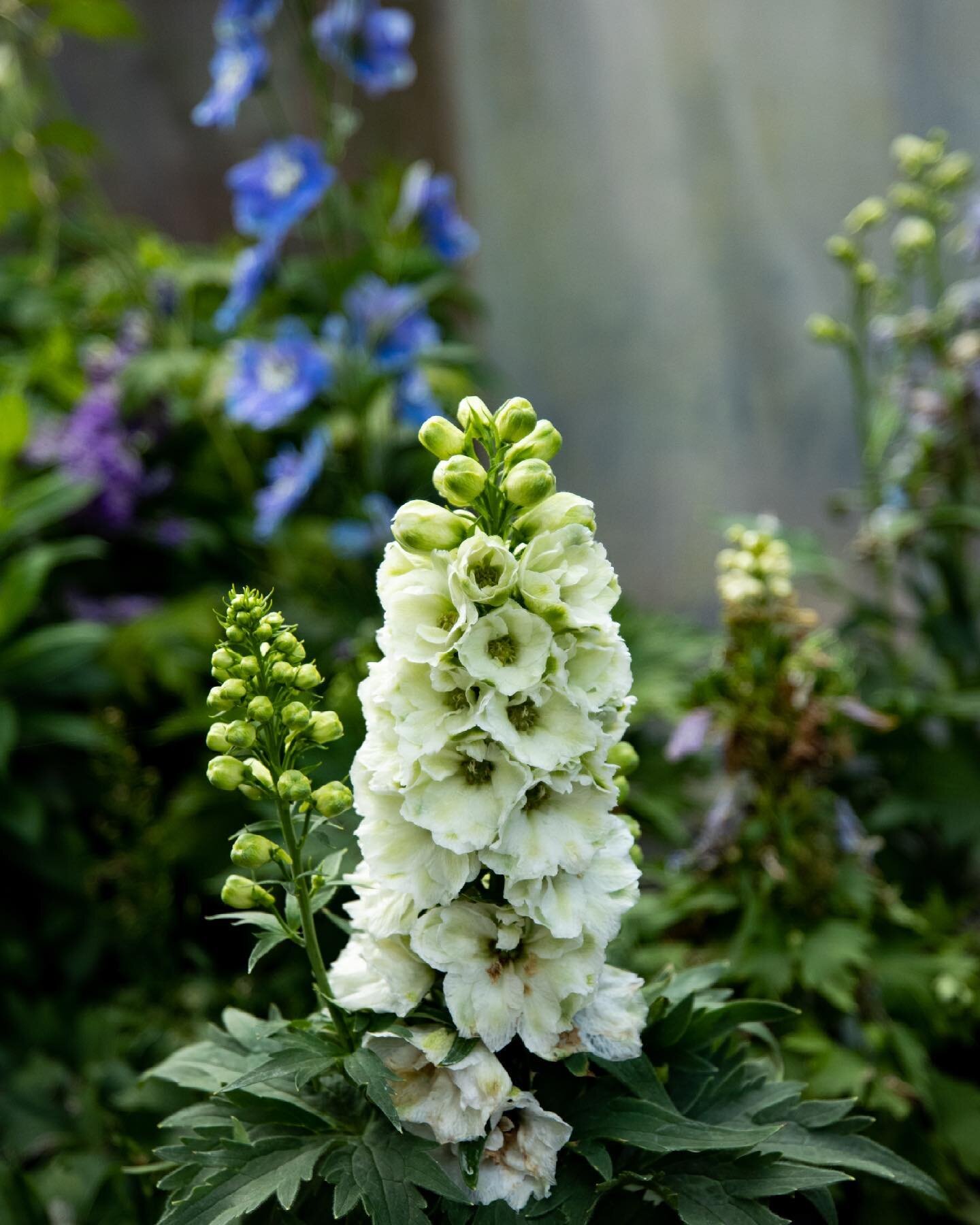 The delphinium blooms are so Beautiful! We&rsquo;re open 10am to 5pm today!

#plantnursery #plantlife #gardenneeds #smallbusiness #smallbusinessowner #familybusiness #familyowned #familyownedandoperated #familyownedbusiness #greenthumb #gardencenter 