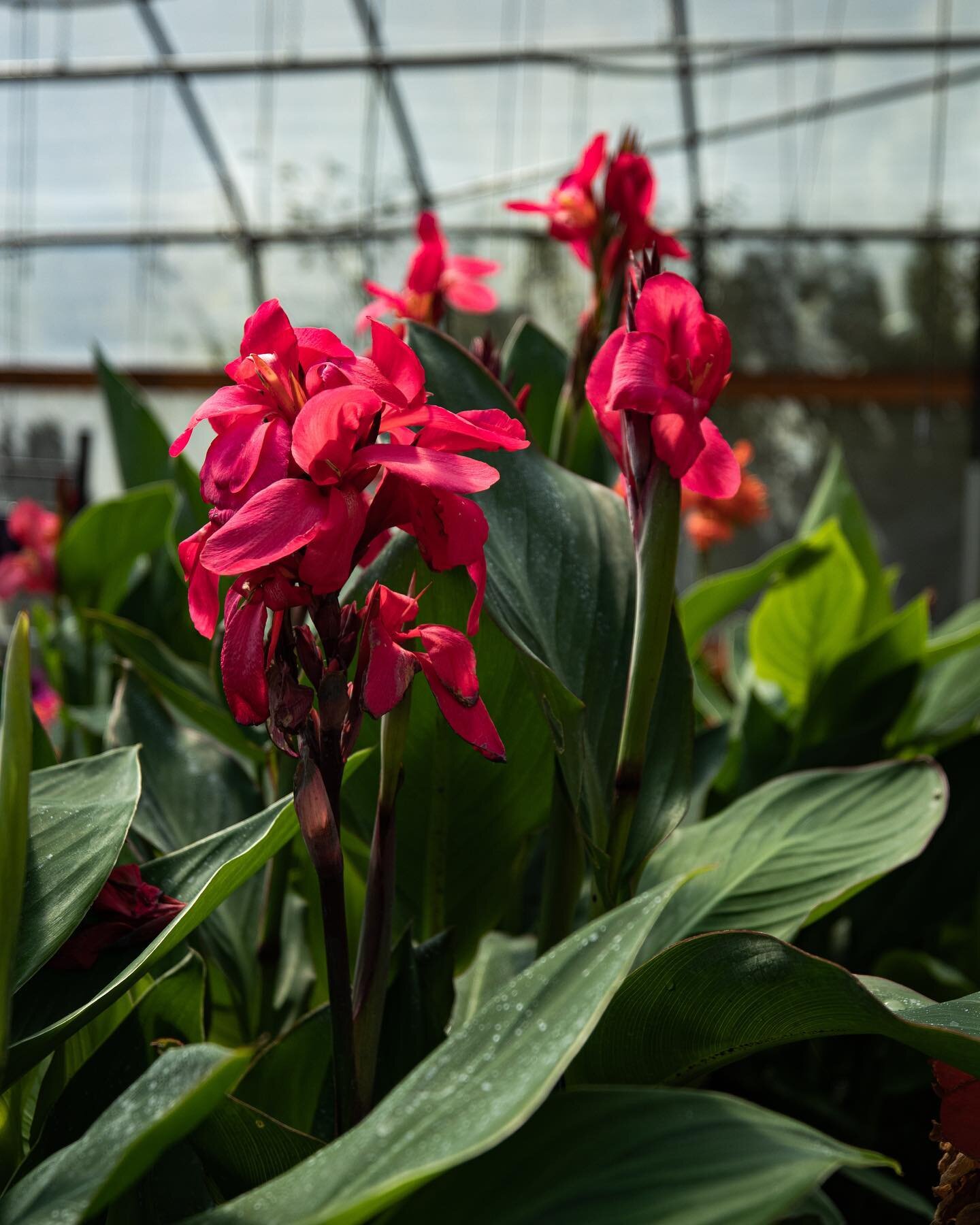 Wanting to make your backyard feel like a tropical vacation? Canna&rsquo;s bring a great tropical look to yards! Canna&rsquo;s can be grown in pots or in the ground! Another great thing about Canna&rsquo;s is that they are perennial so they will come