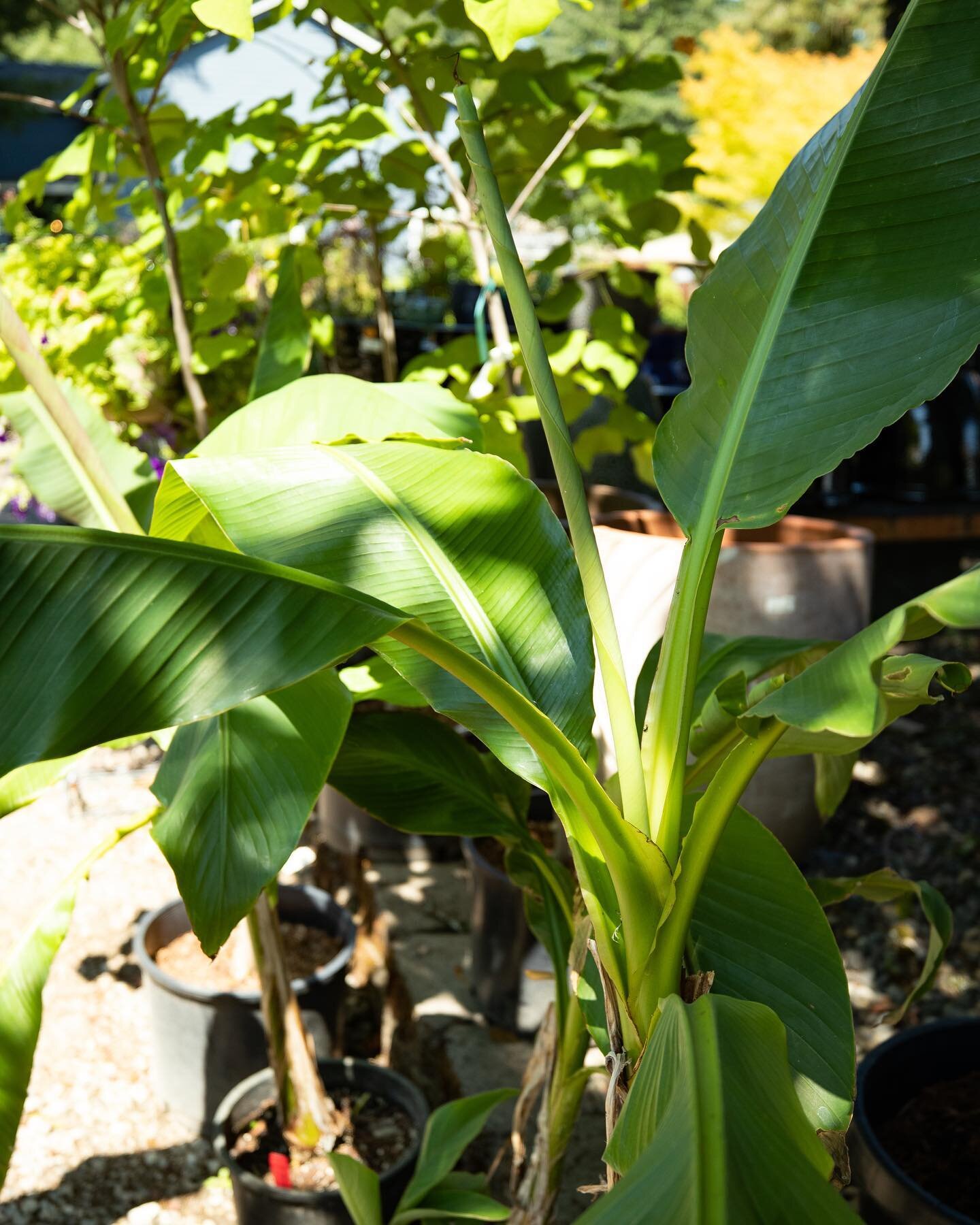 Bananas!! We have banana trees that can be grown in your yard to give you that tropical look! Come check it out! Open 10am to 4pm today!

#plantnursery #plantlife #gardenneeds #smallbusiness #smallbusinessowner #familybusiness #familyowned #familyown