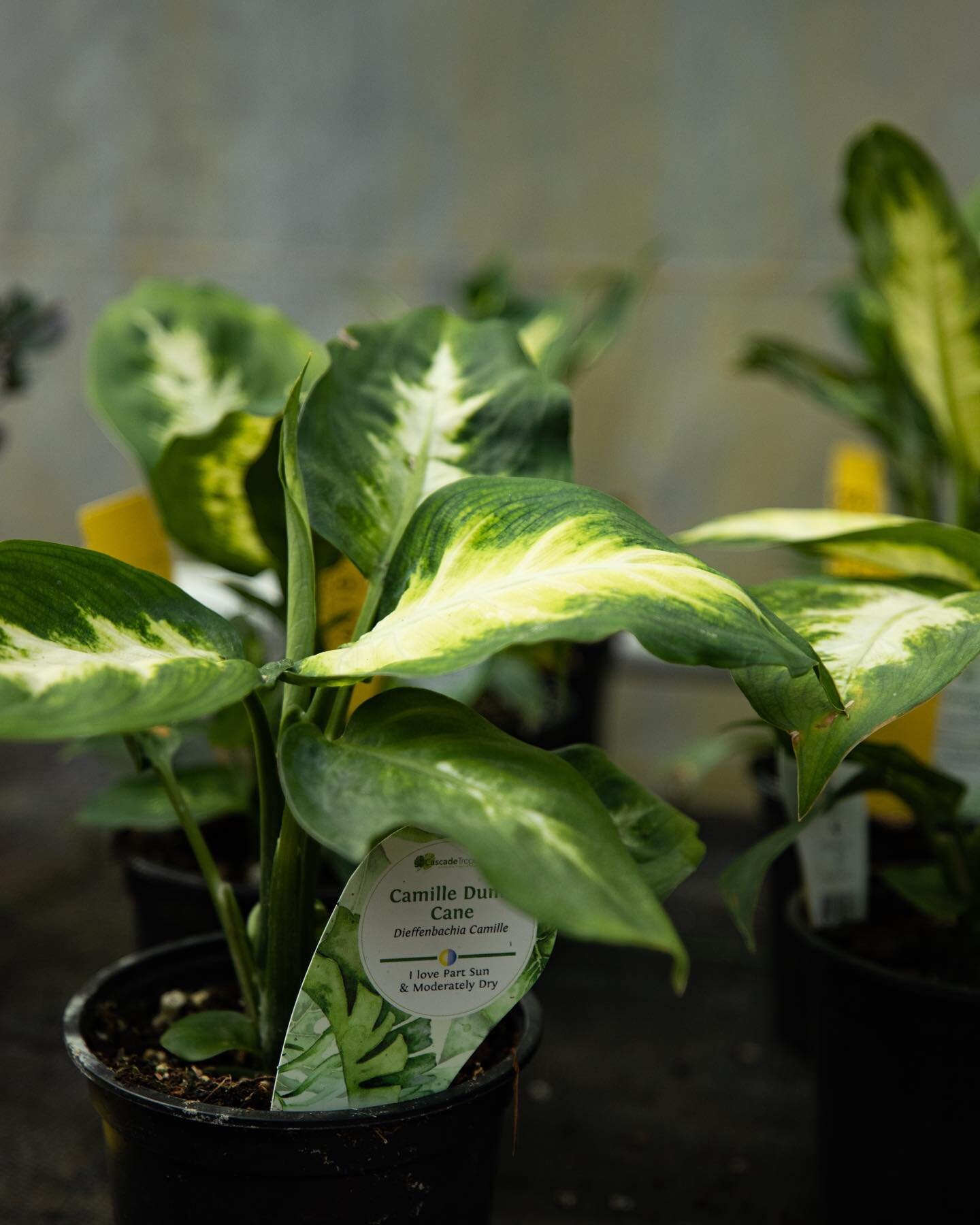 We have many new house plants!! 

- Camille Dumb Cane
- Silver Ribbon Fern
- Aloe
- Council Tree
- Peperomia Napoli Nights
- Maidenhair Fern
- Monstera
- Snake Plant
- Succulent Garden
- Wandering Jew

#plantnursery #plantlife #gardenneeds #smallbusi