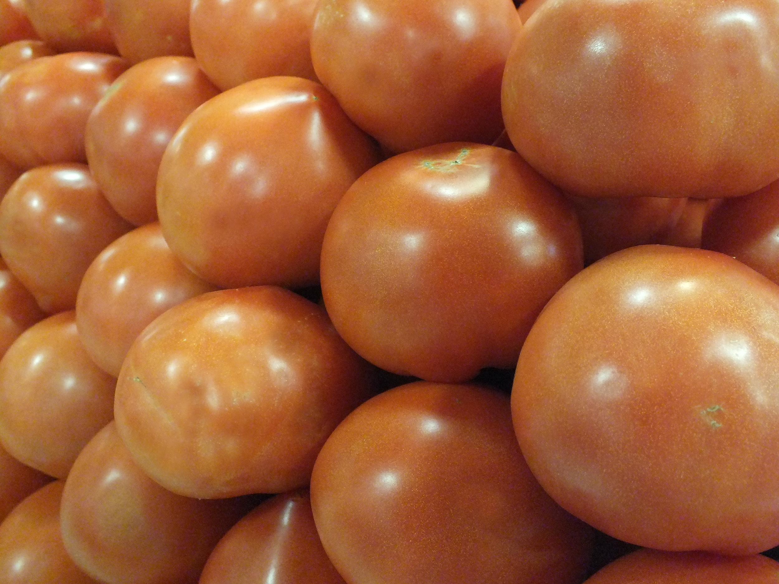 Field Tomatoes -3.JPG