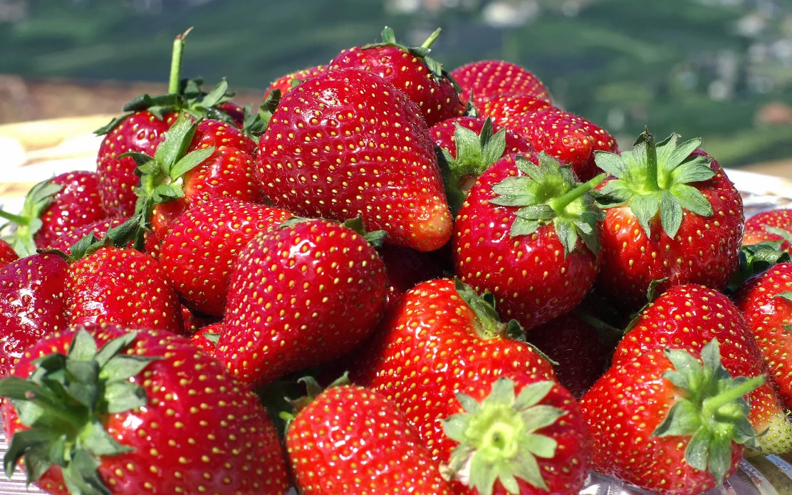 Strawberry Wonder