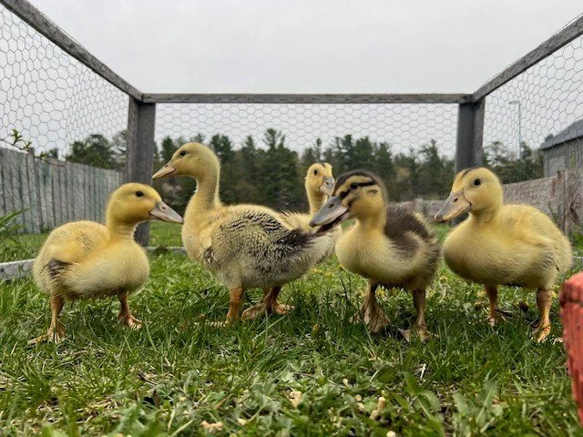 ducklings2.jpg