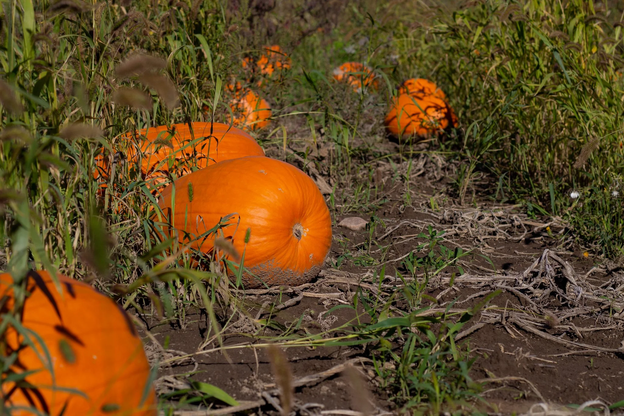 PumpkinPatch-2.jpg