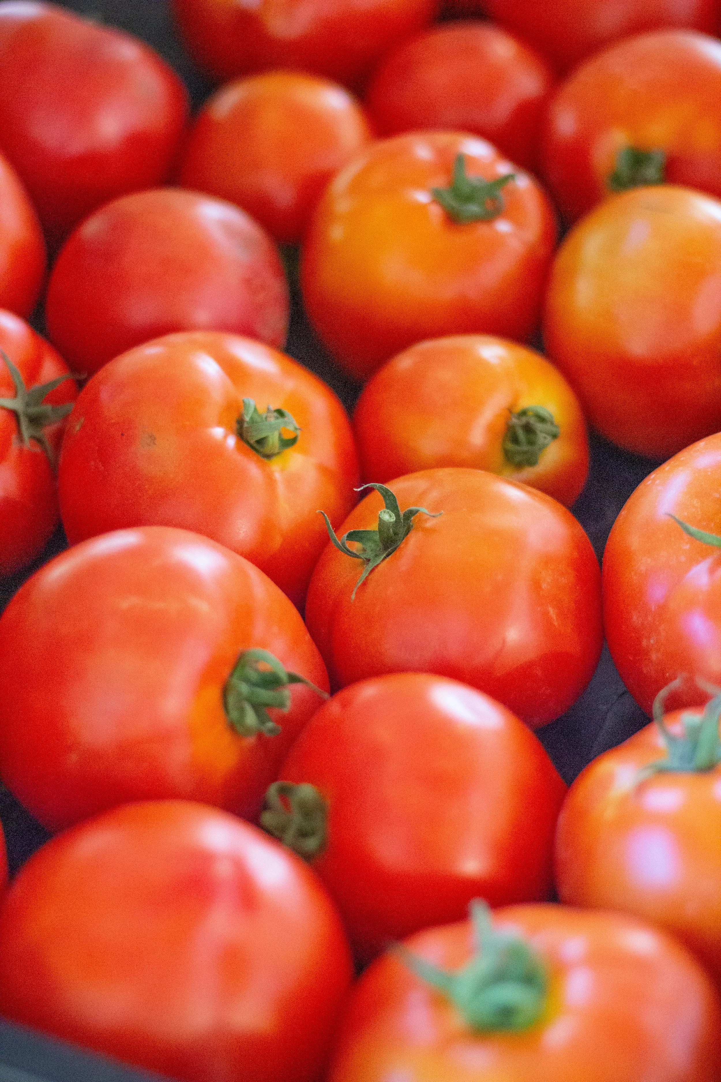 Tomatoes-1.jpg