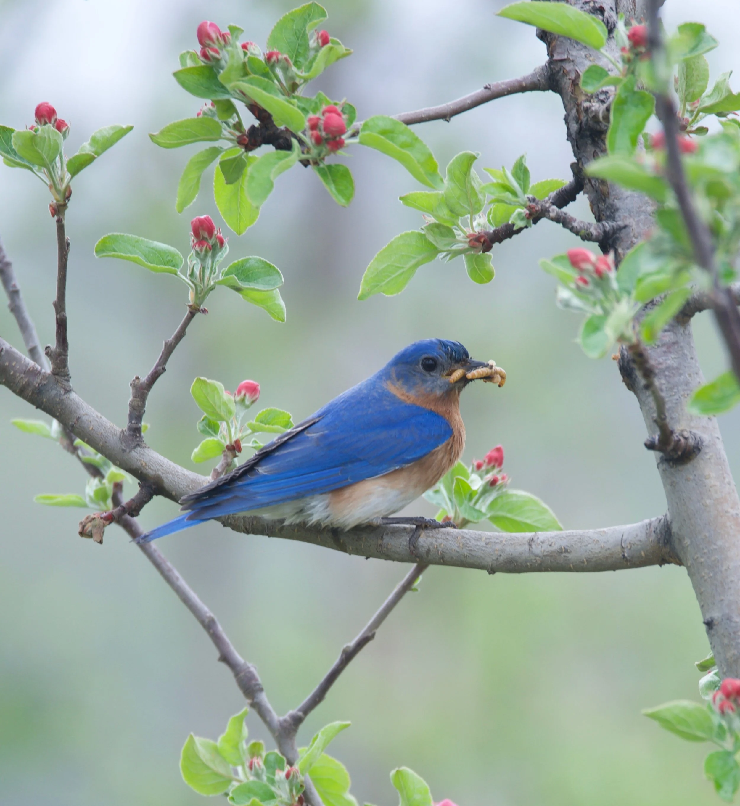 Bluebird apple blossom.jpg