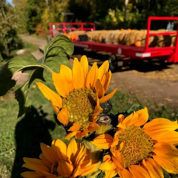 sunflower and wagon.jpg