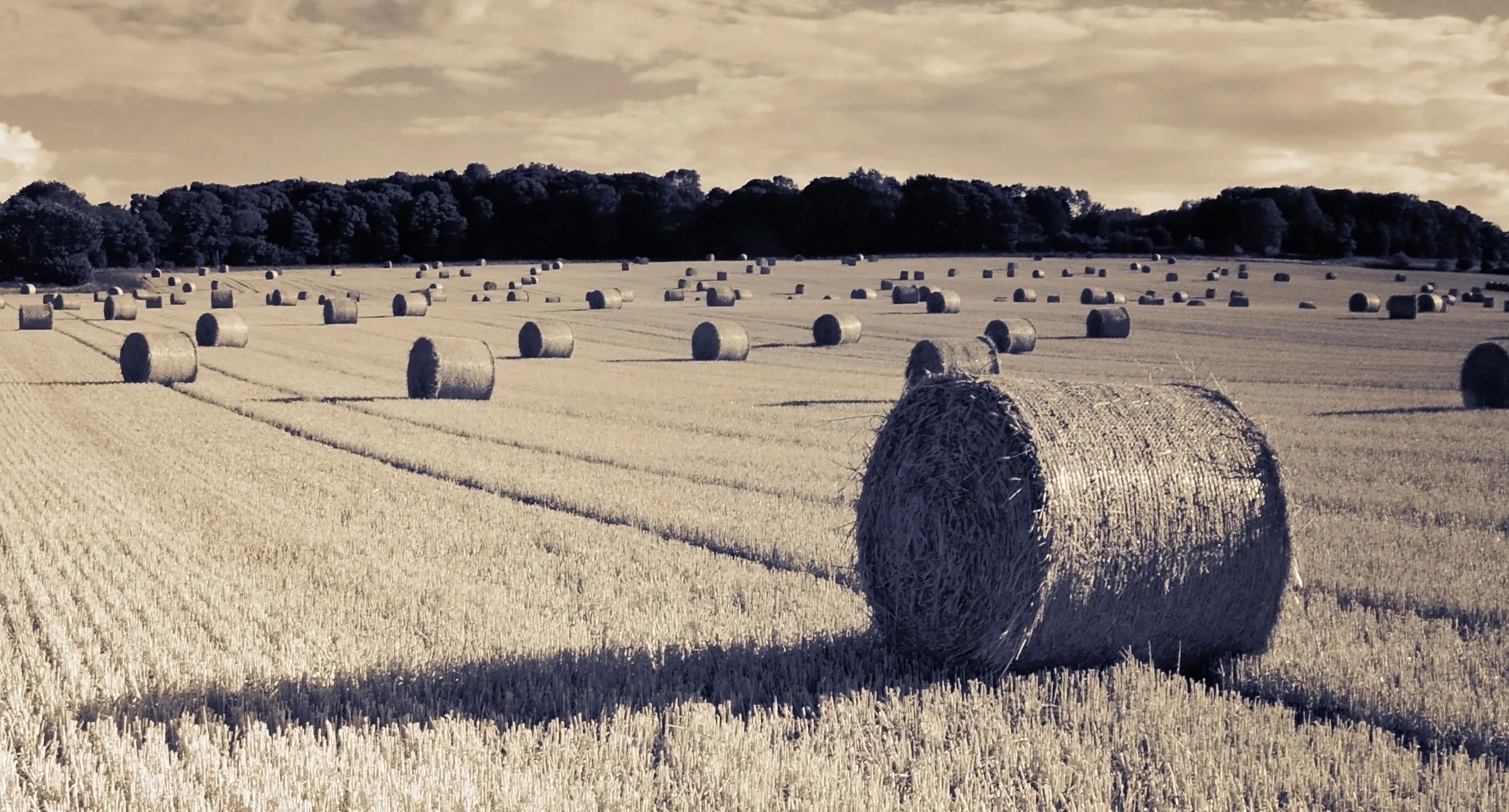 Hay Bales.jpg