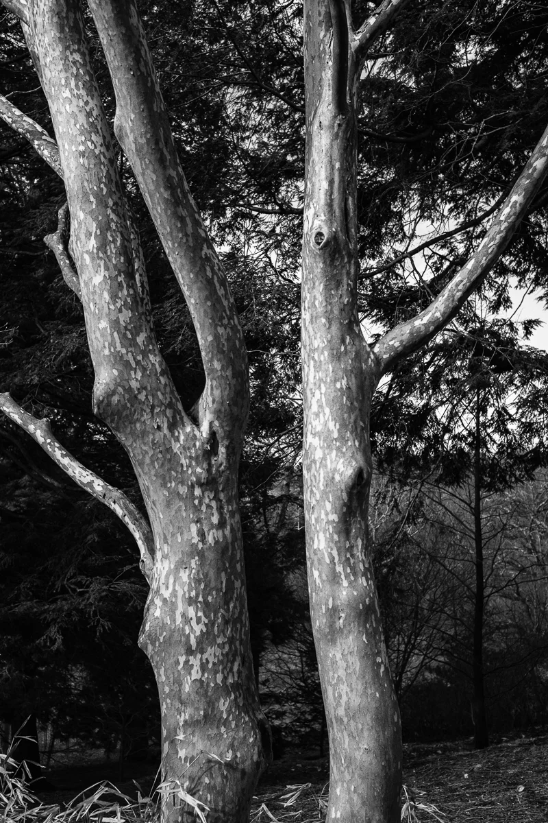 Japanese Stewartia