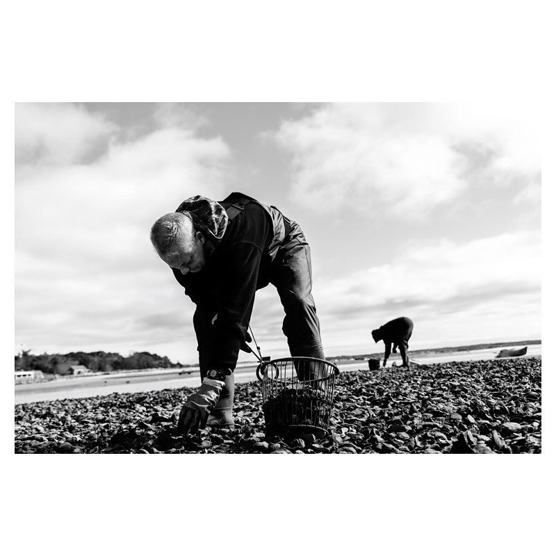 Pleased to have another series in this week&rsquo;s Provincetown Independent covering the opening of the wild oyster harvesting season. In Wellfleet, along the Herring River, commercially-licensed farmers and wild pickers, with and without their own 