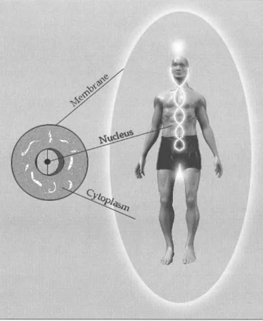 The mature light body takes on the configuratiions of a cell.