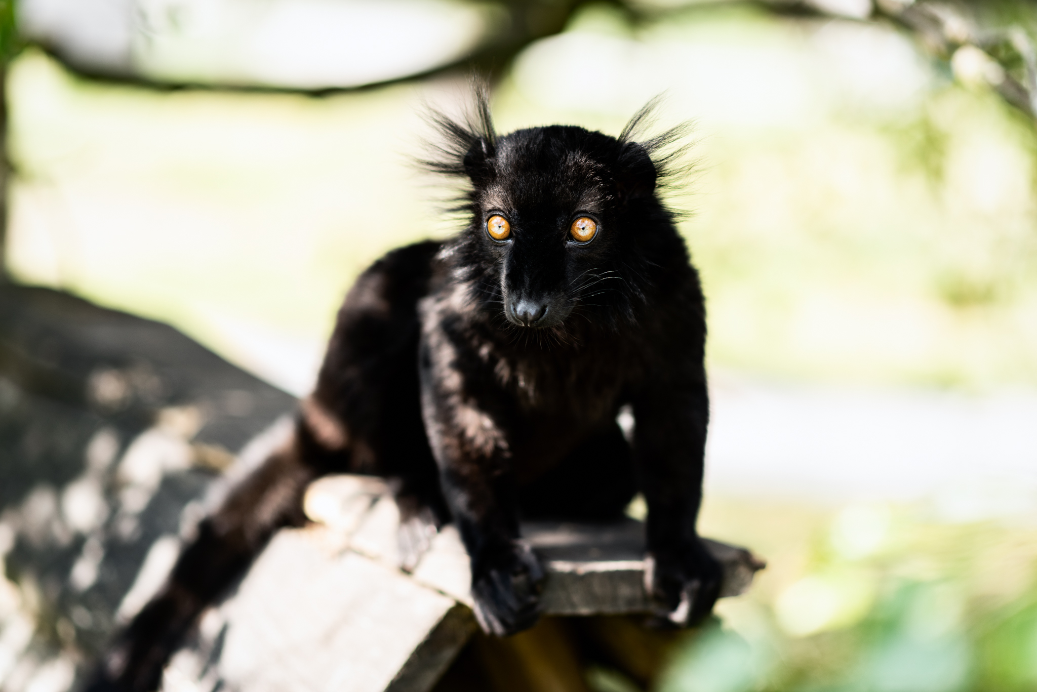 Black Lemur.JPG
