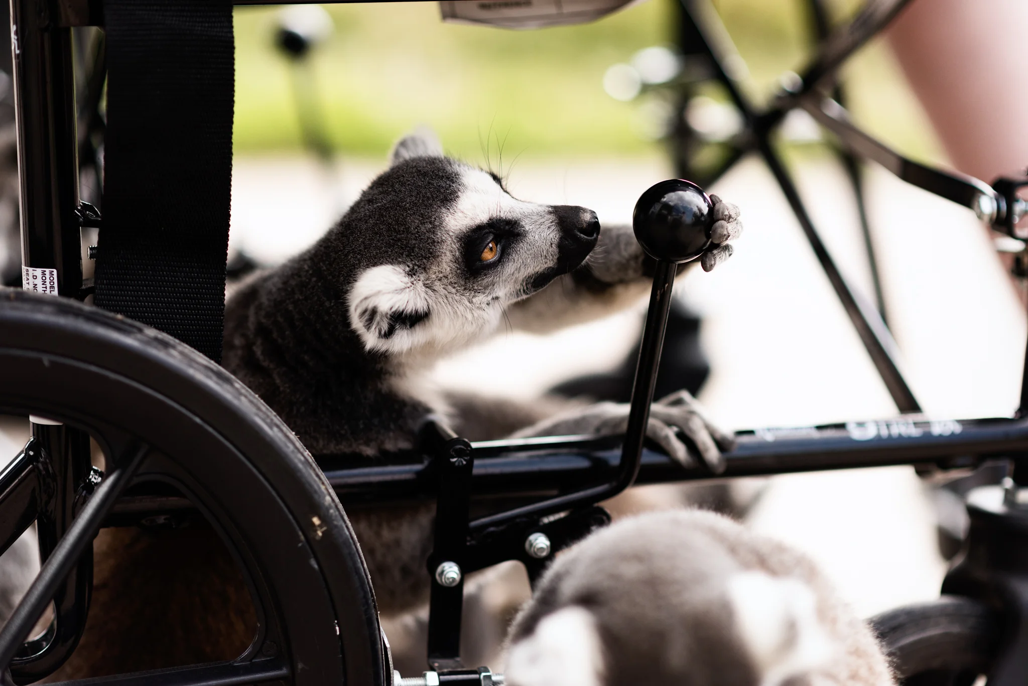 Lemur - Brake.JPG