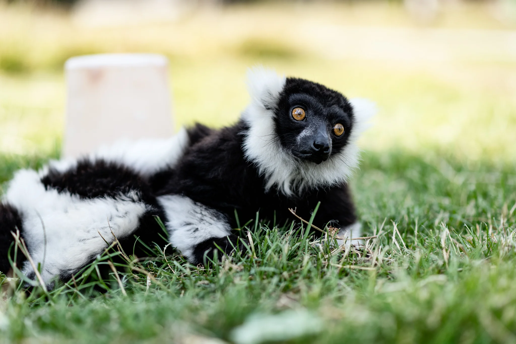 Lemur - Reclining.JPG