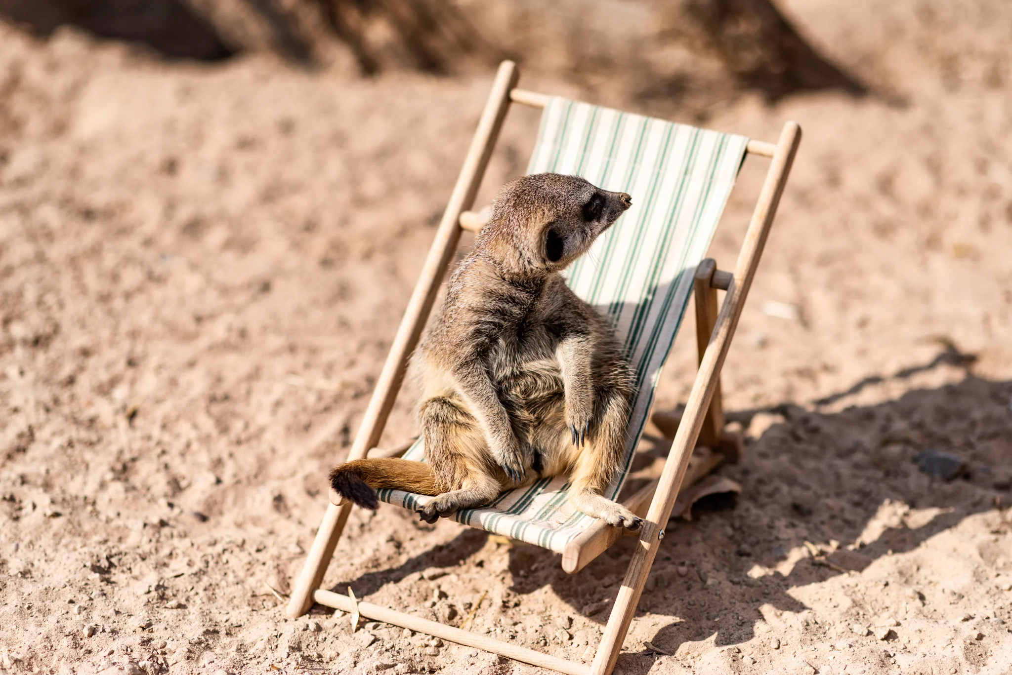 Meerkat Deckchair.JPG