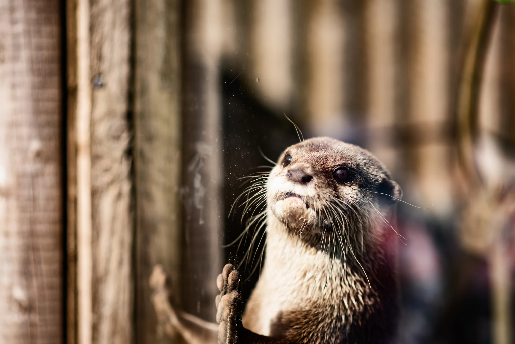 Otter - Glass.JPG