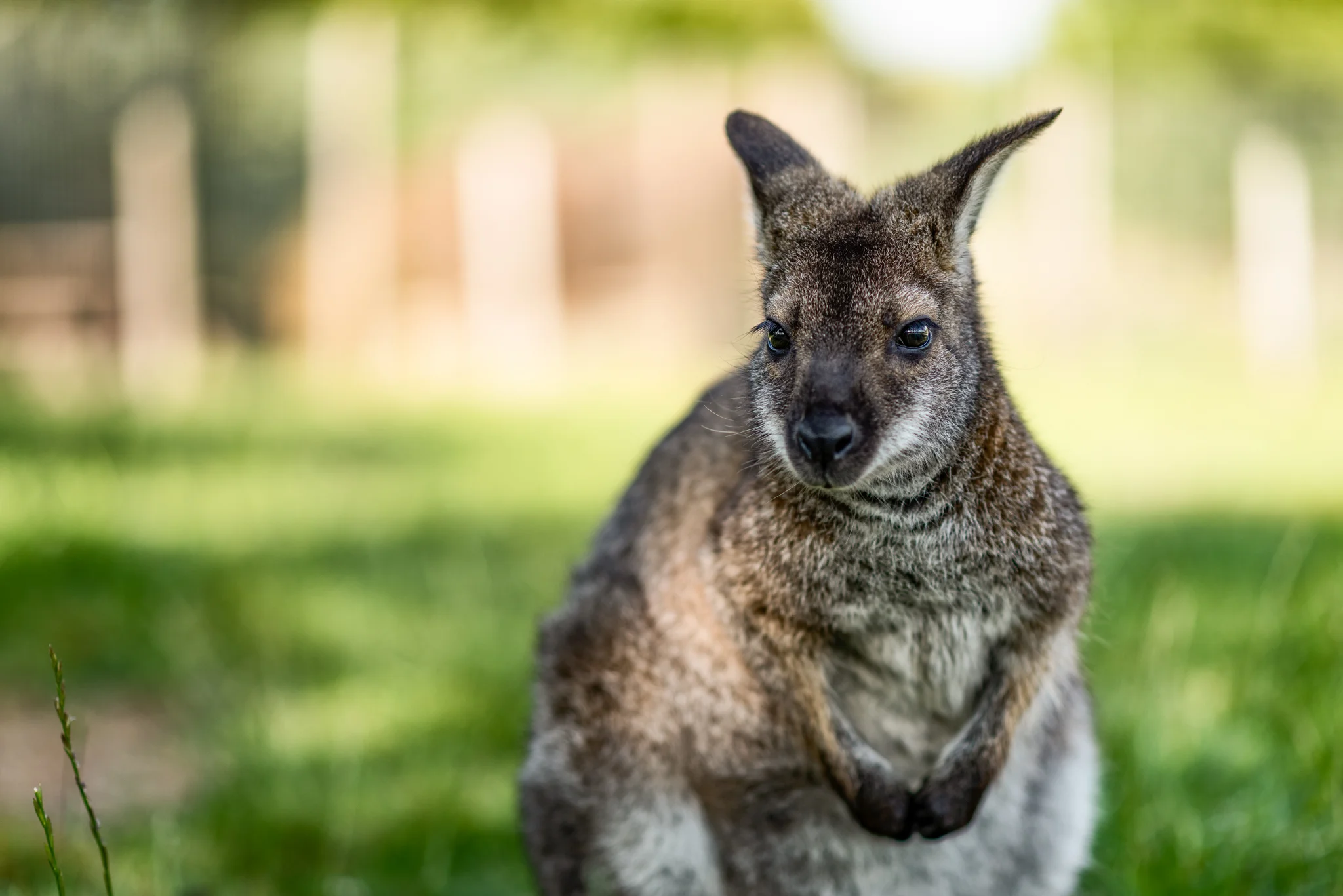 Wallaby.JPG