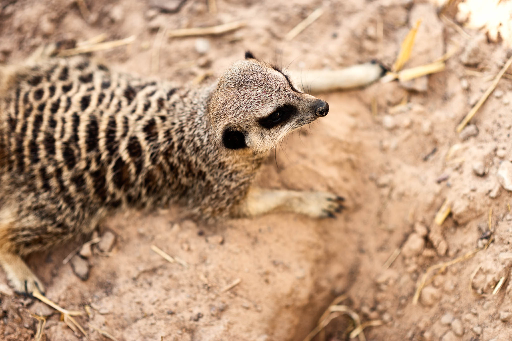 Meerkat - Down.jpg