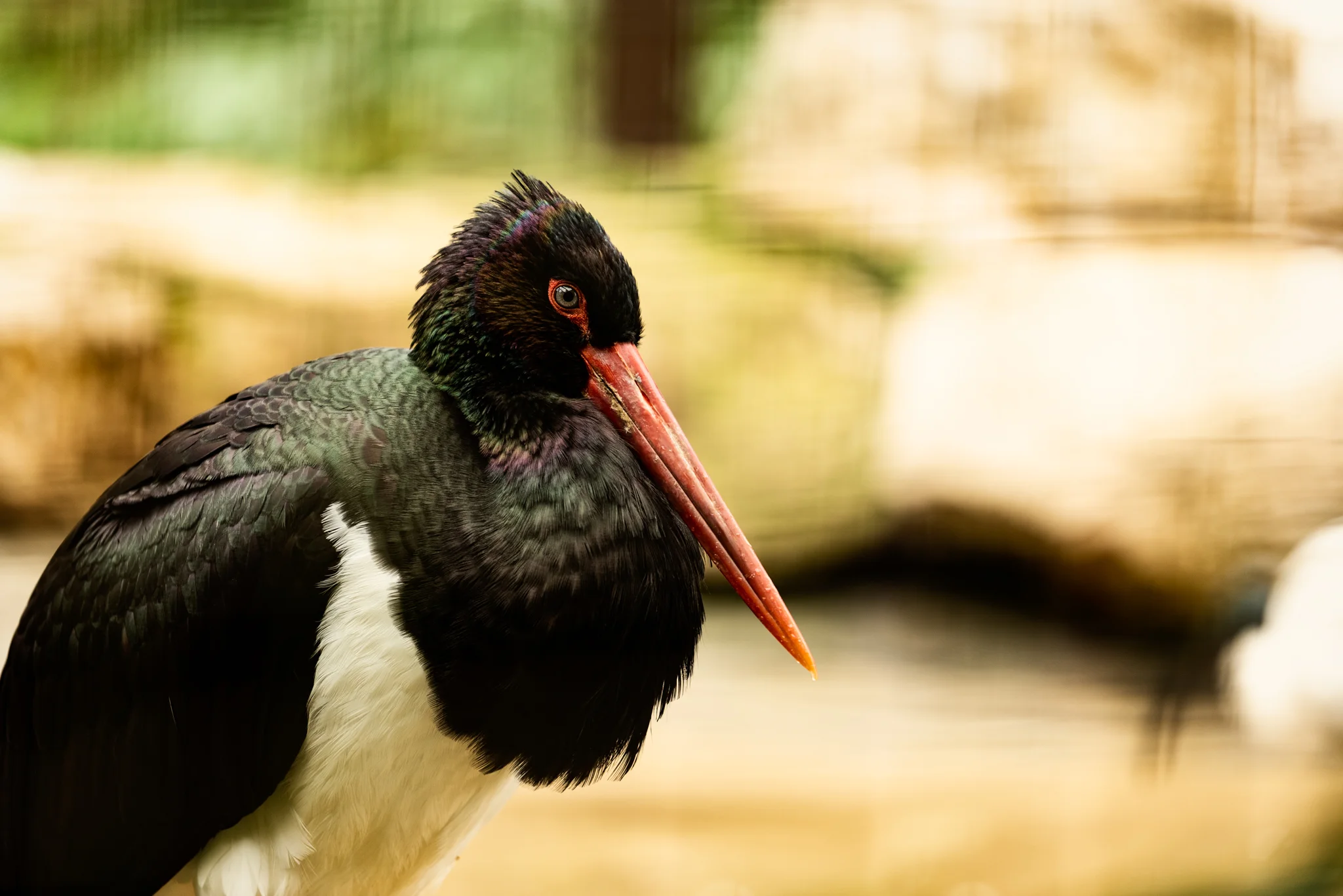 Cotswold Wildlife-1.jpg