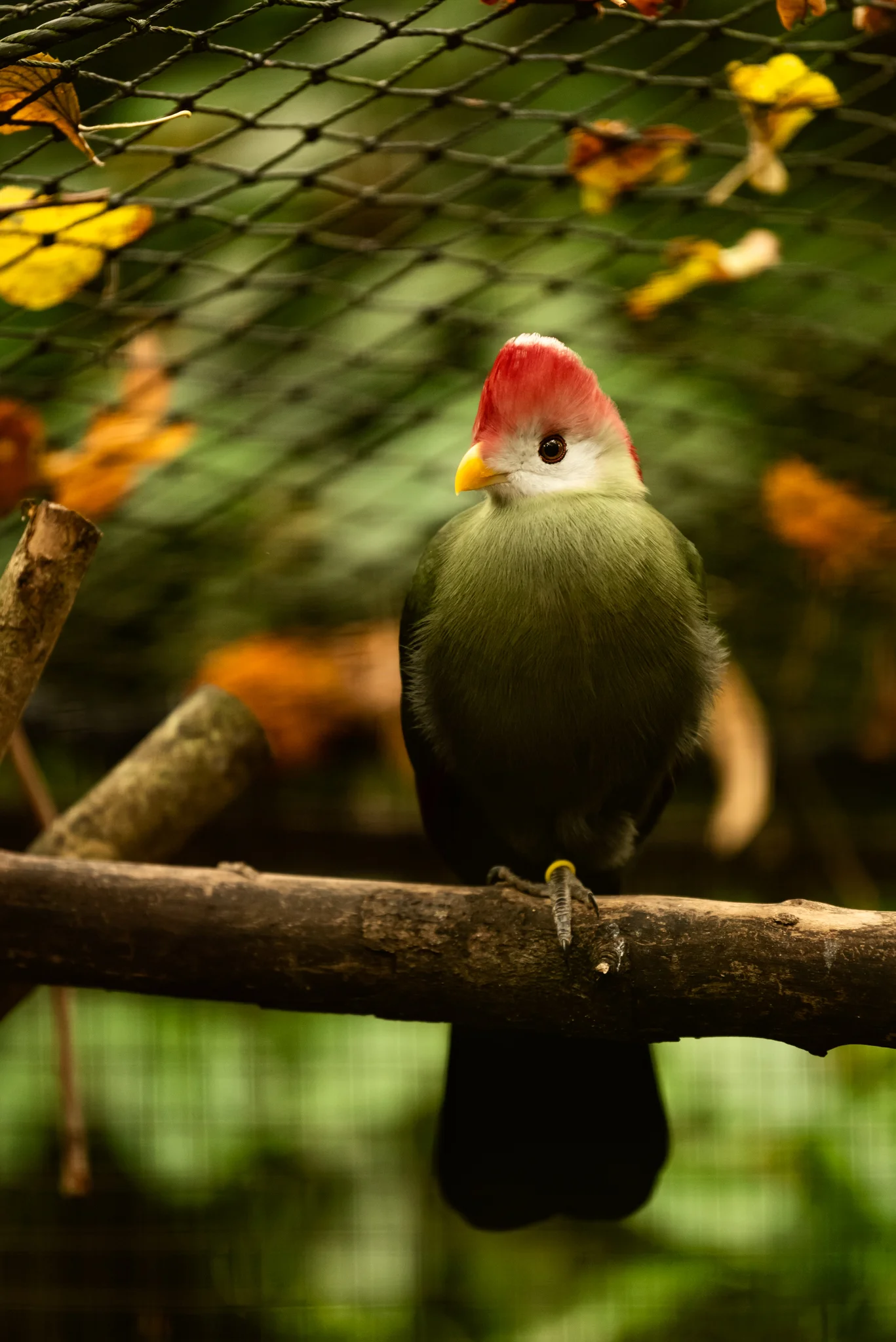 Cotswold Wildlife-2.jpg