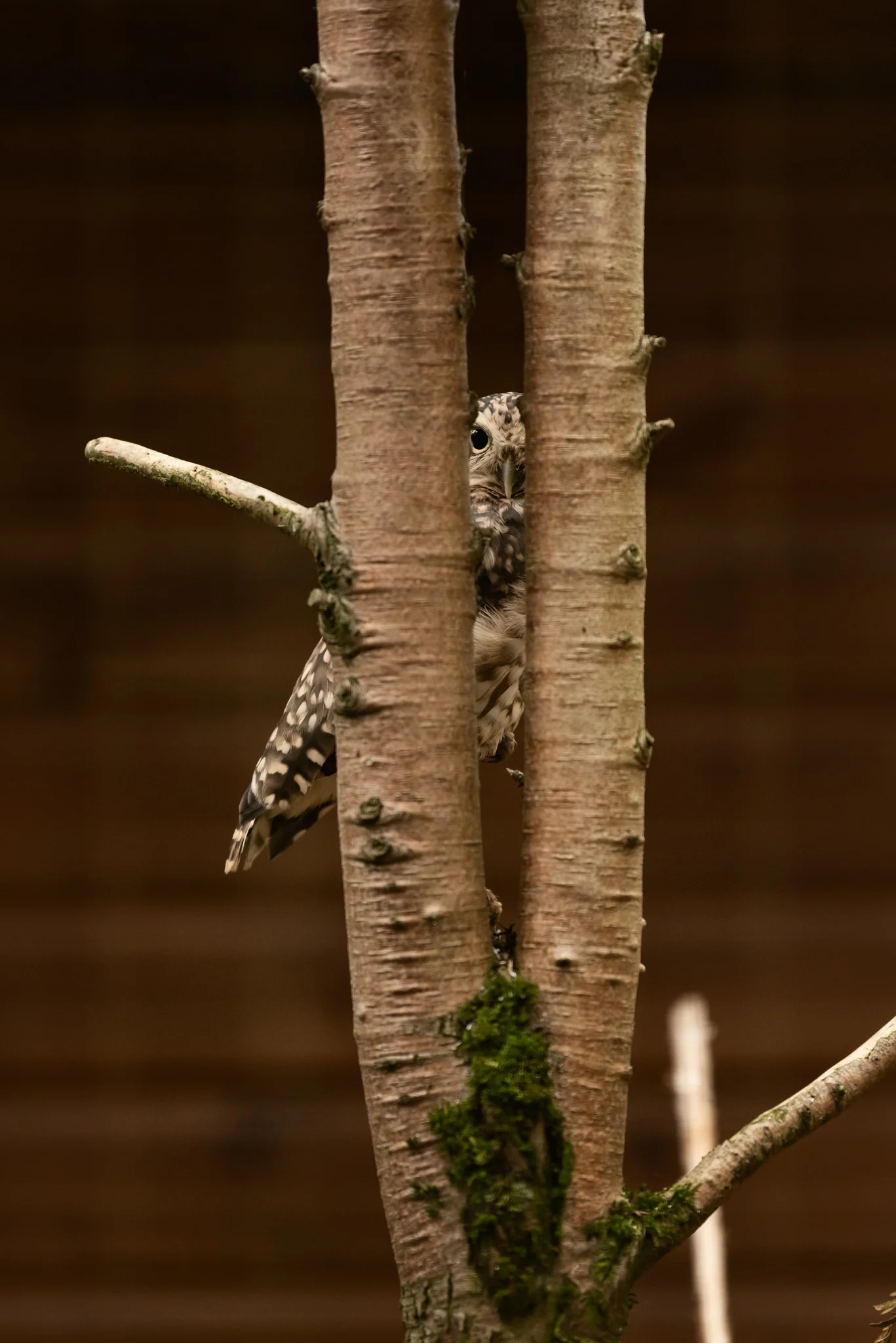 Cotswold Wildlife-4.jpg