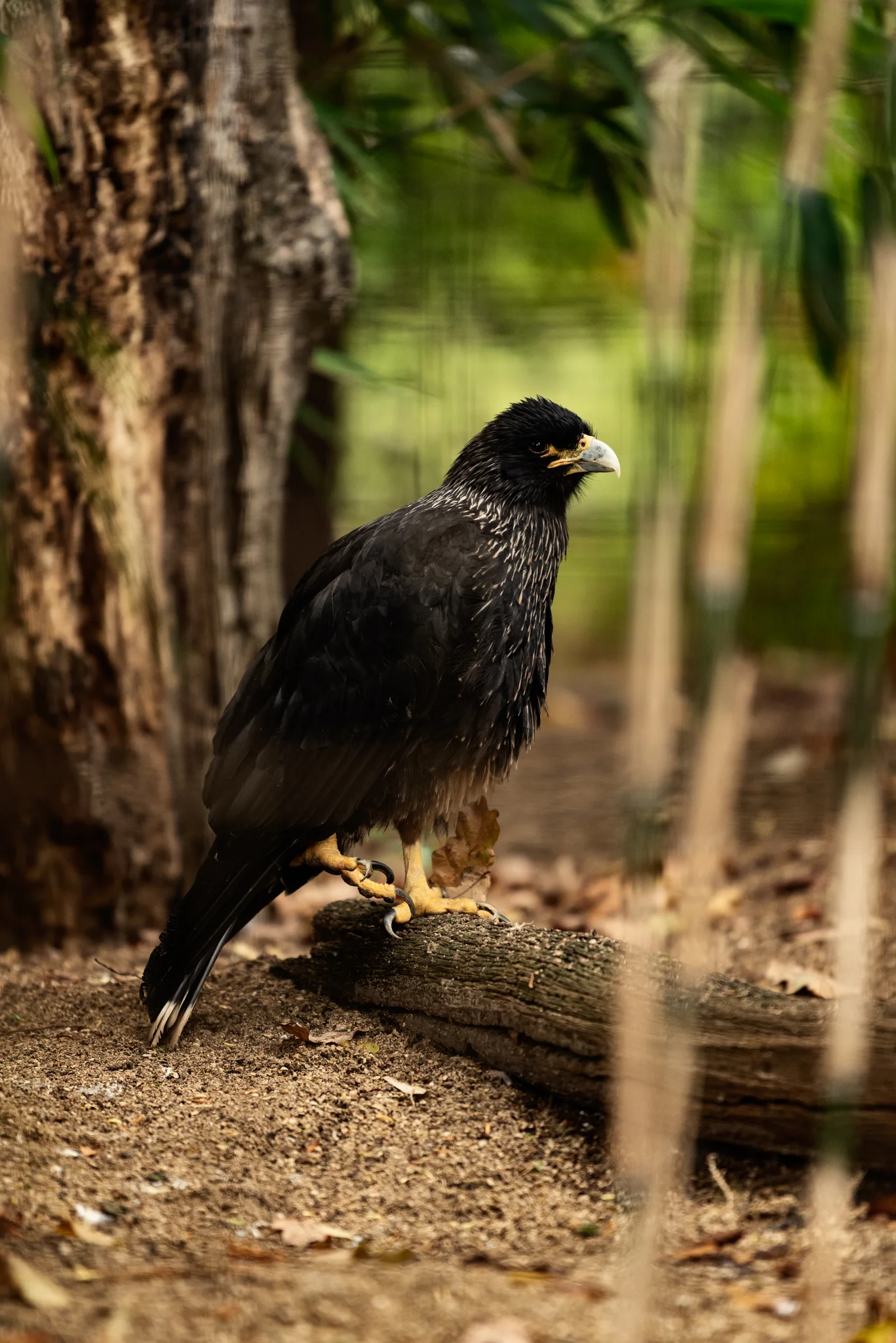 Cotswold Wildlife-3.jpg