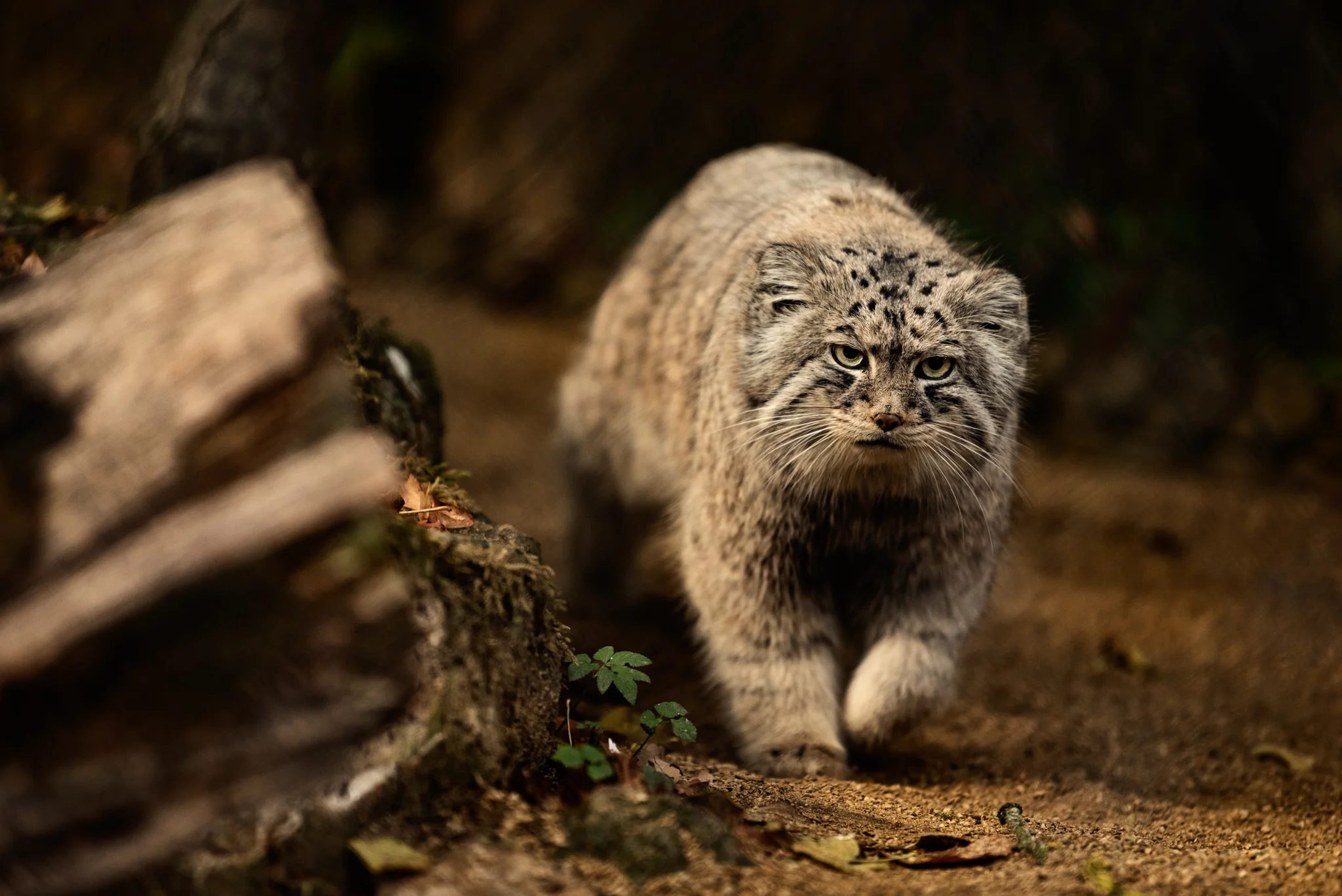 Cotswold Wildlife-6.jpg