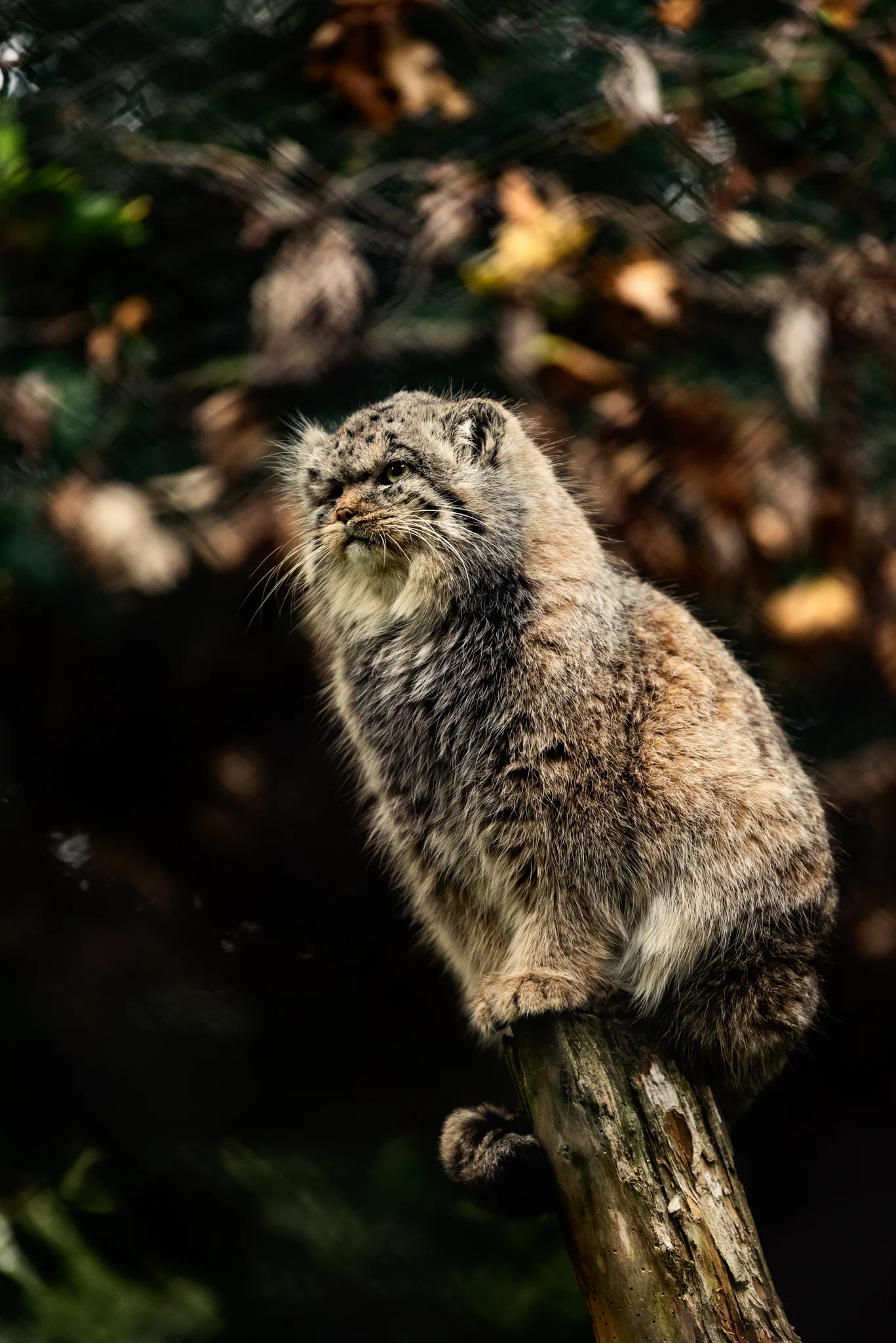 Cotswold Wildlife-5.jpg