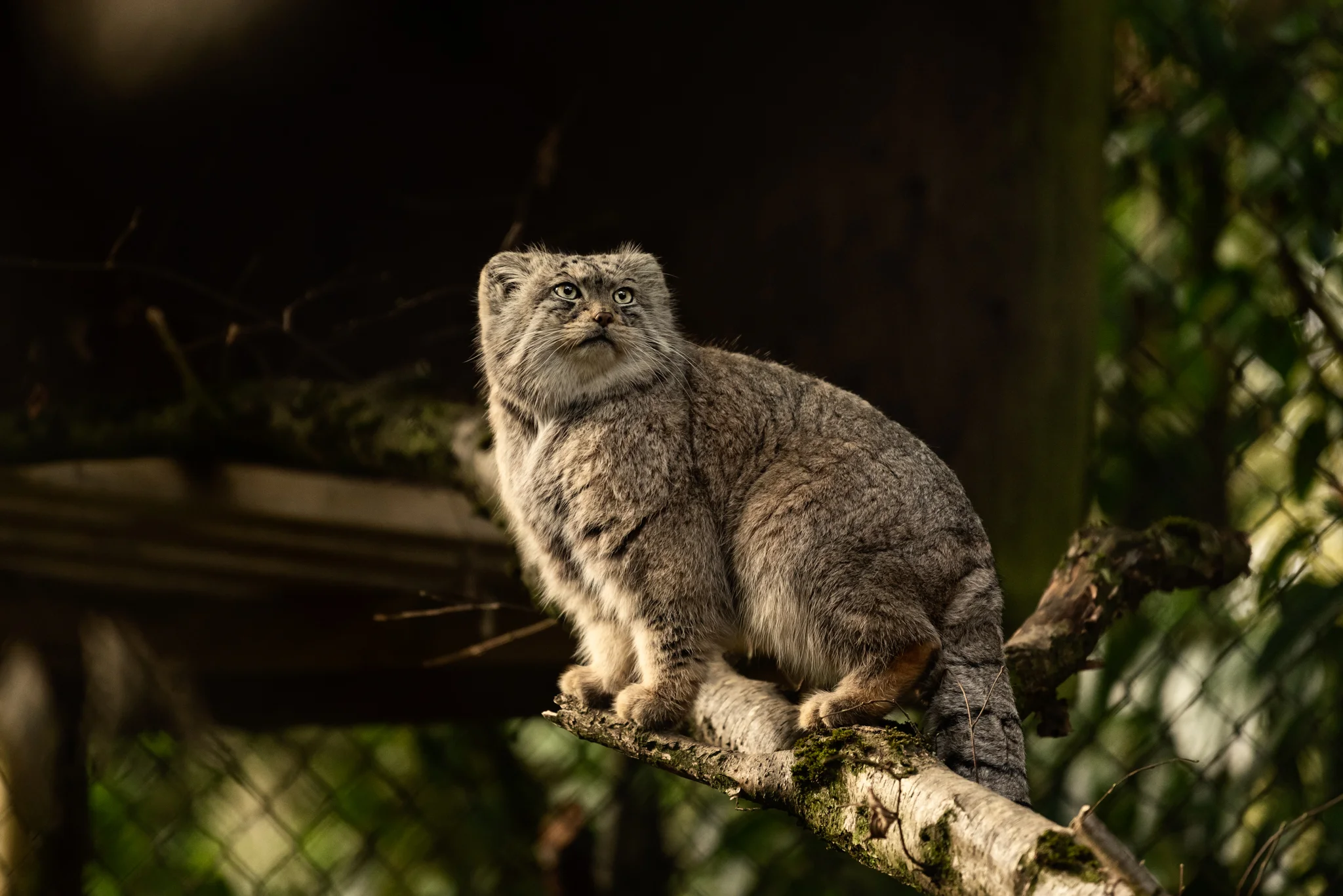 Cotswold Wildlife-7.jpg