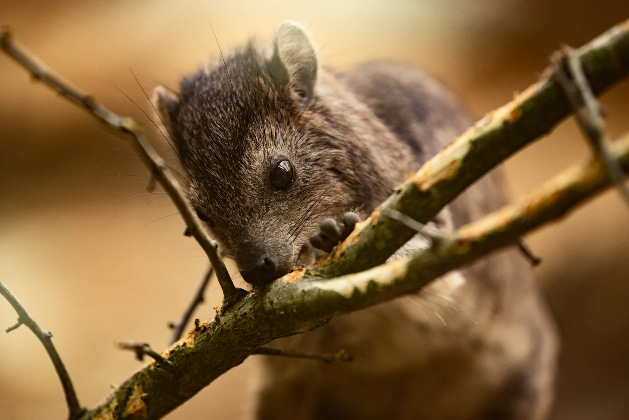 Cotswold Wildlife-8.jpg