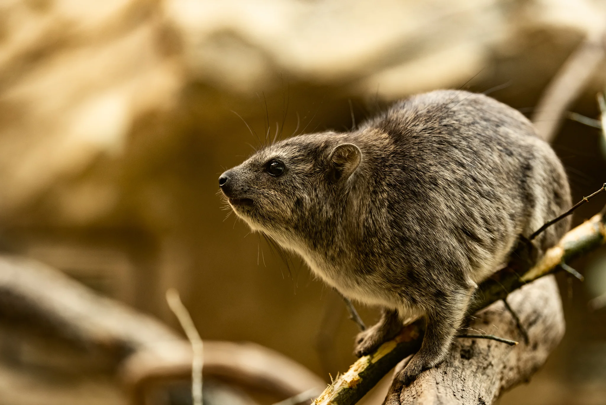 Cotswold Wildlife-9.jpg