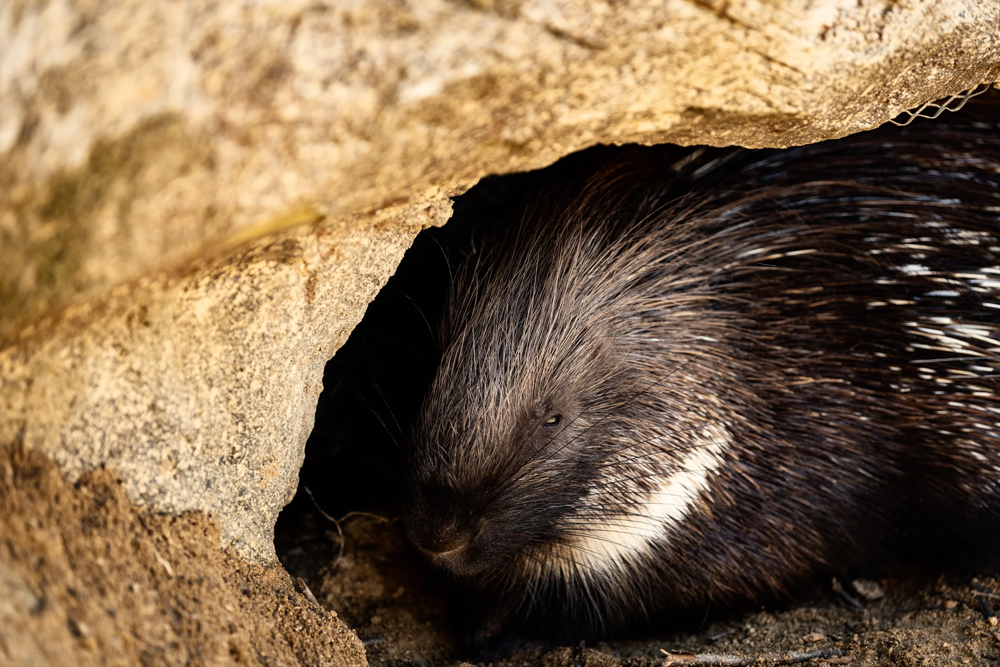 Cotswold Wildlife-10.jpg