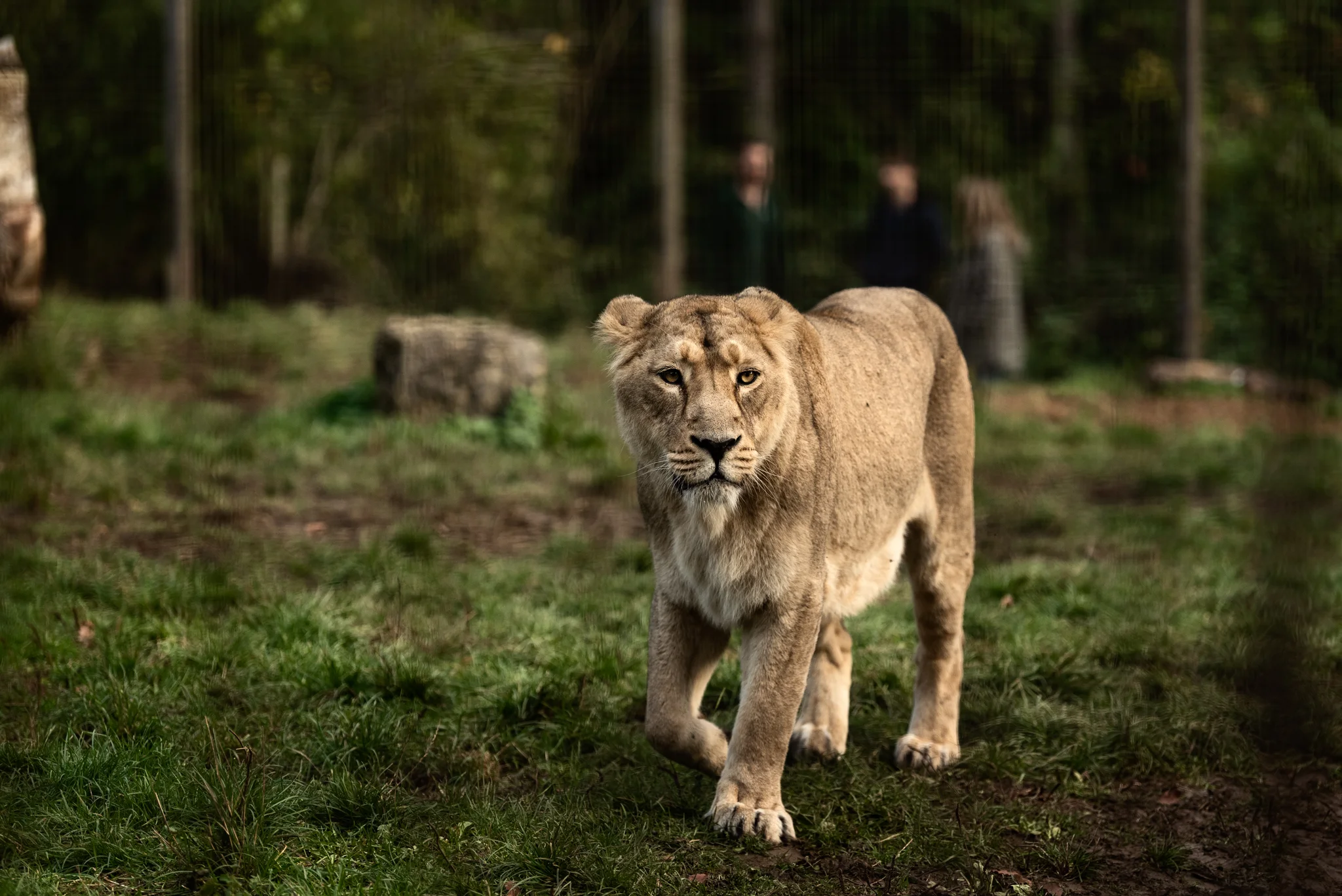 Cotswold Wildlife-11.jpg