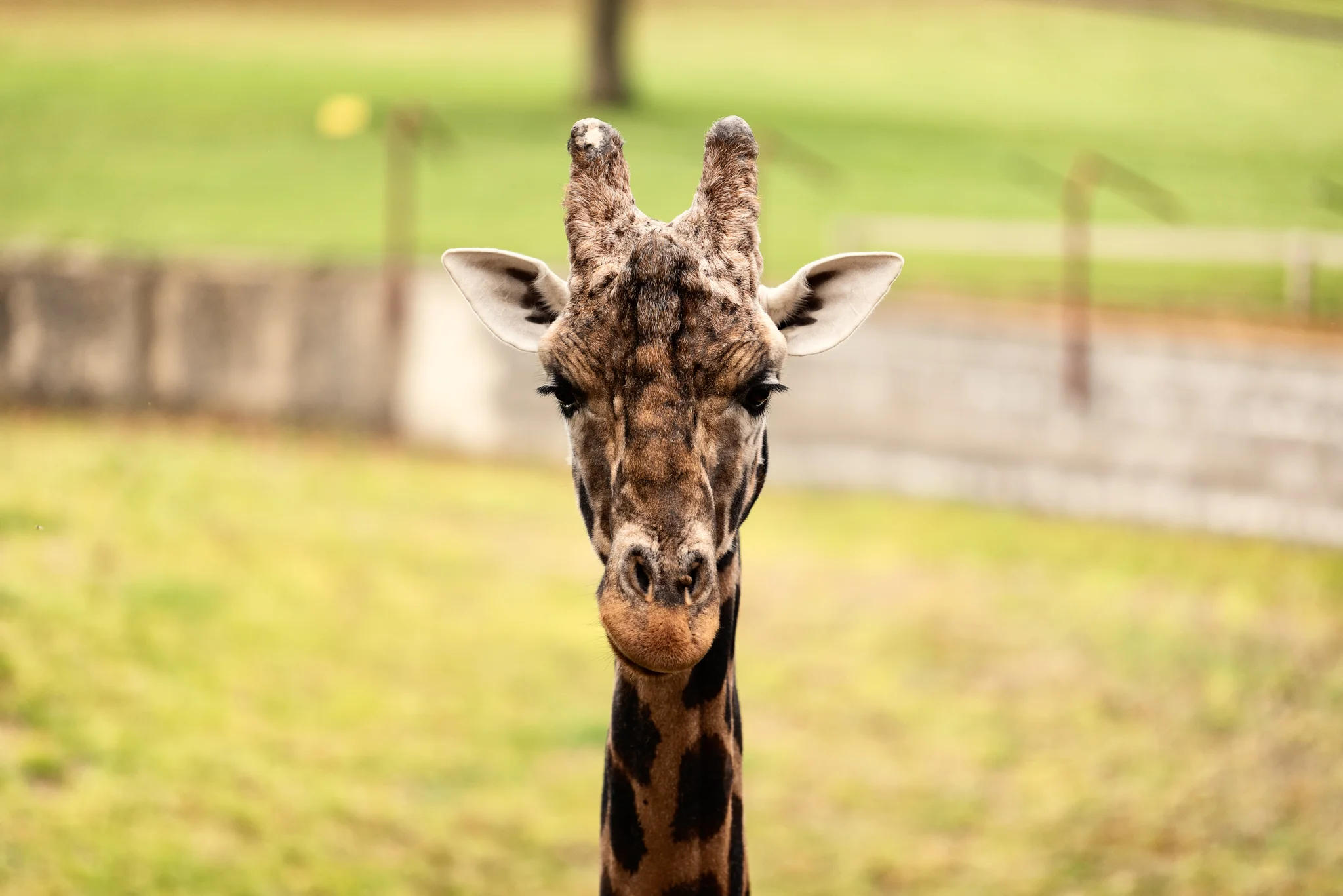 Cotswold Wildlife-13.jpg