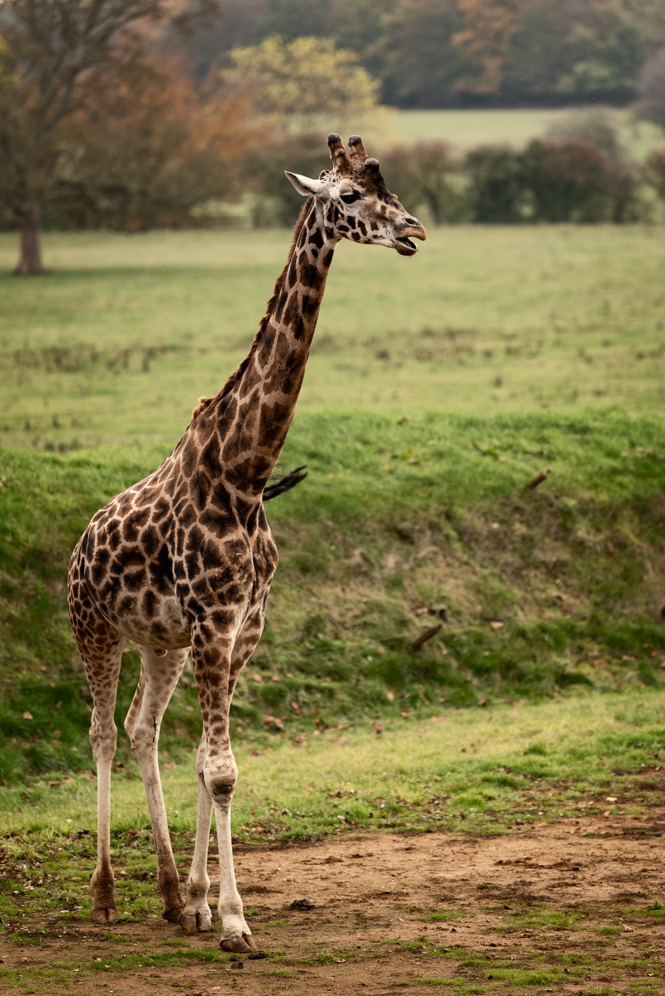 Cotswold Wildlife-14.jpg