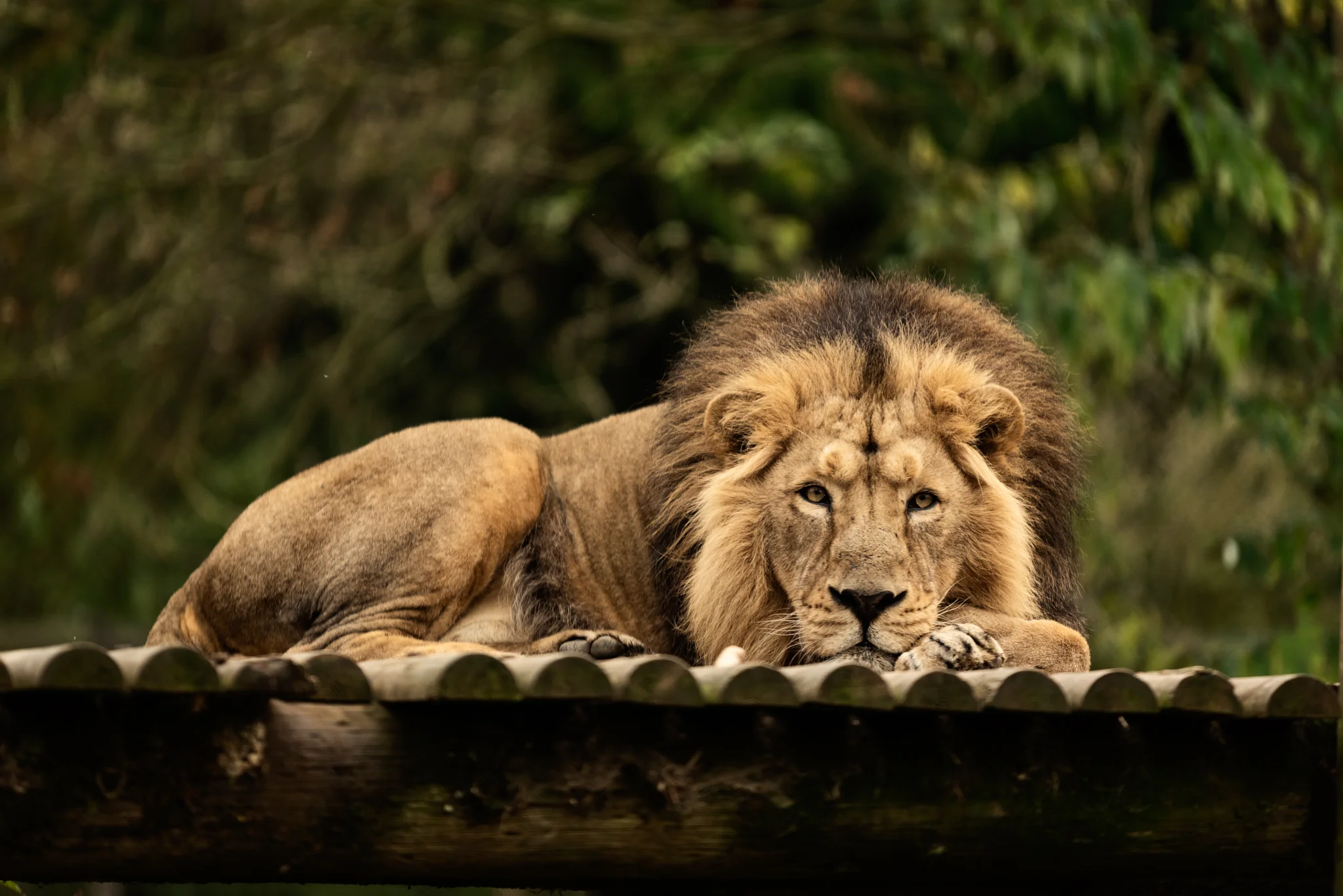 Cotswold Wildlife-15.jpg