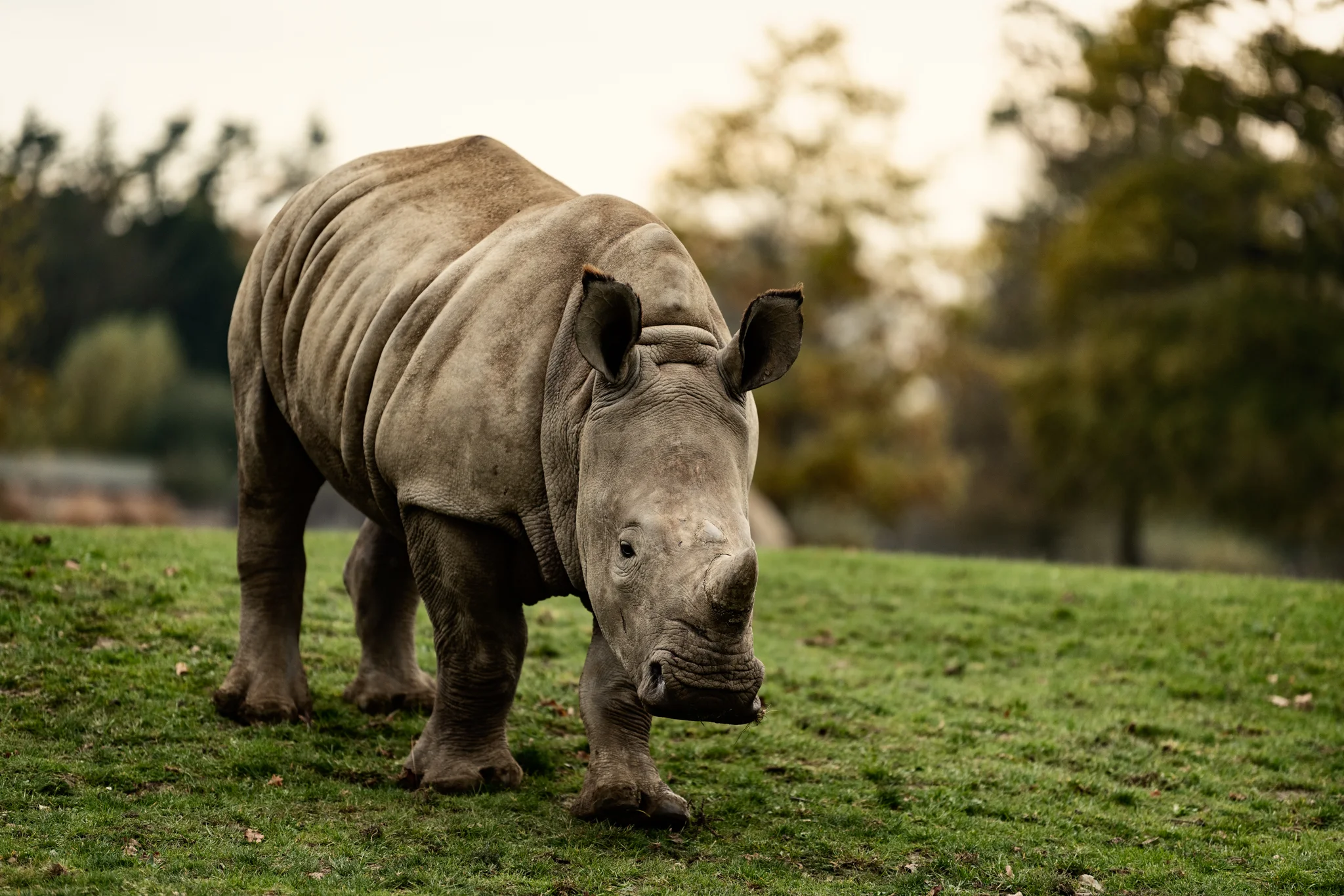 Cotswold Wildlife-16.jpg