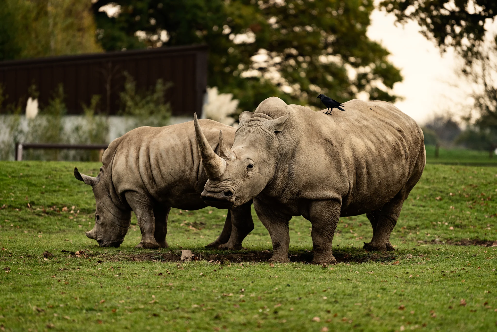 Cotswold Wildlife-18.jpg