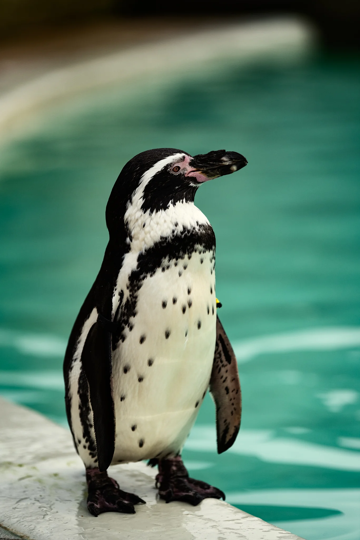 Cotswold Wildlife-19.jpg