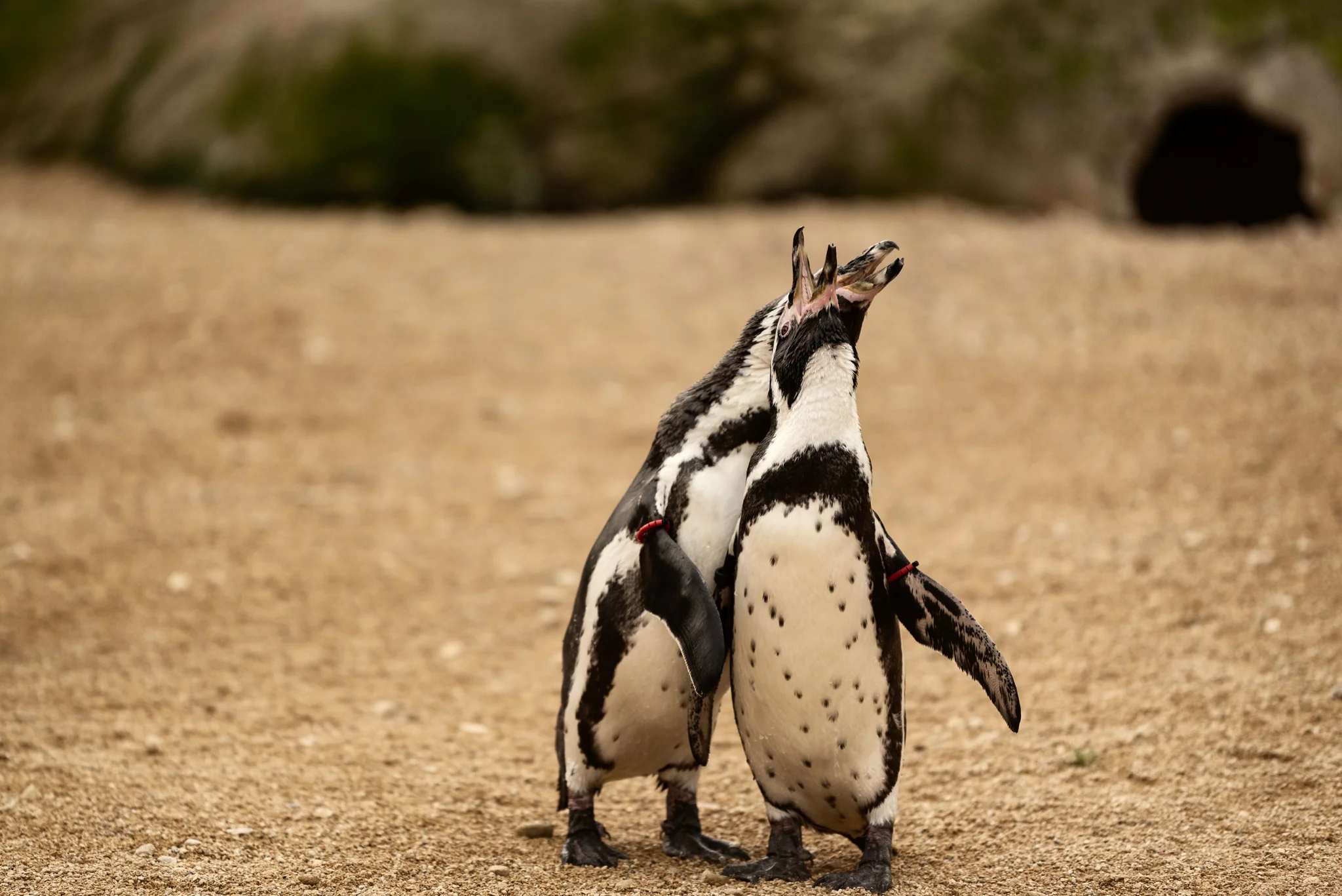 Cotswold Wildlife-20.jpg