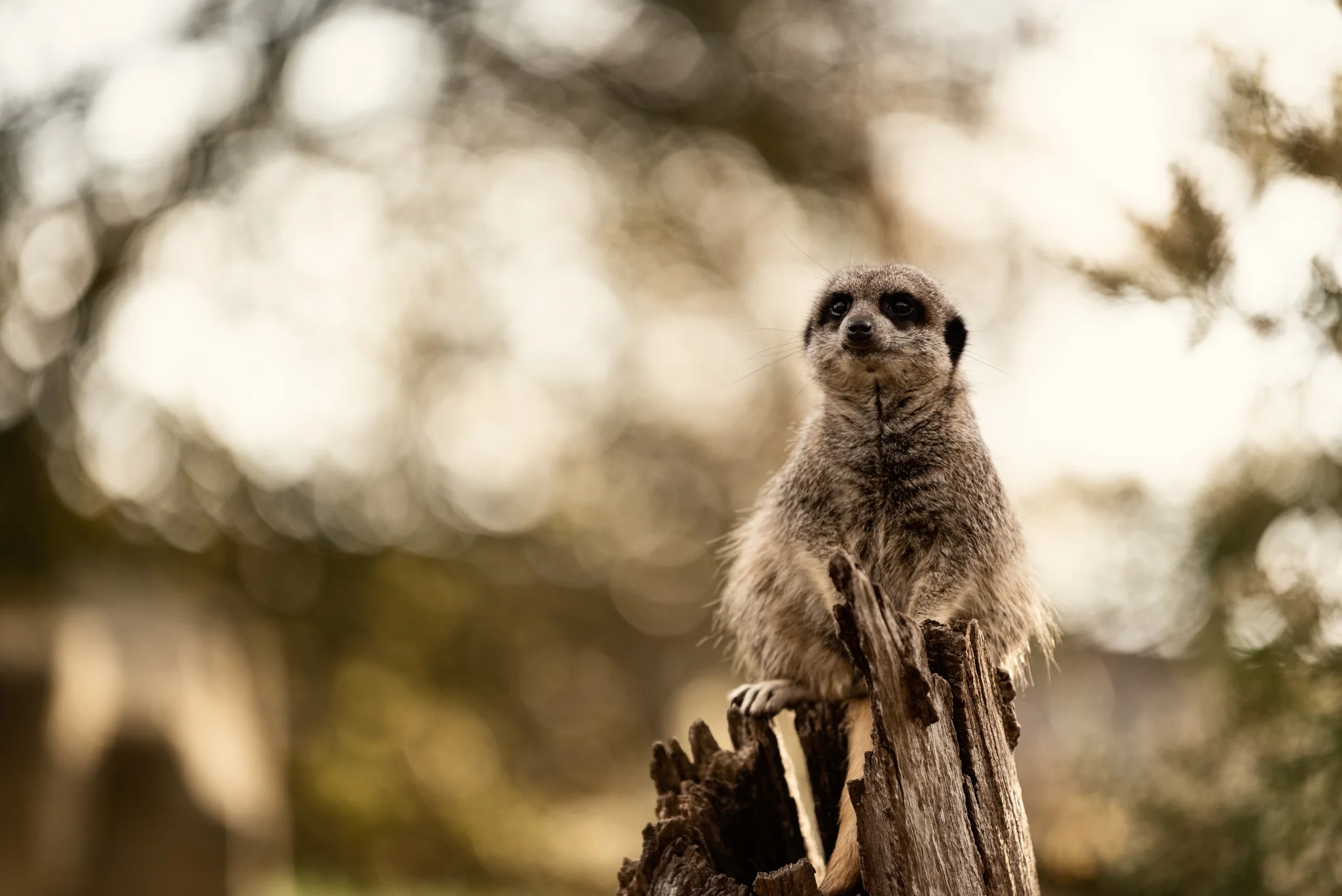 Cotswold Wildlife-21.jpg