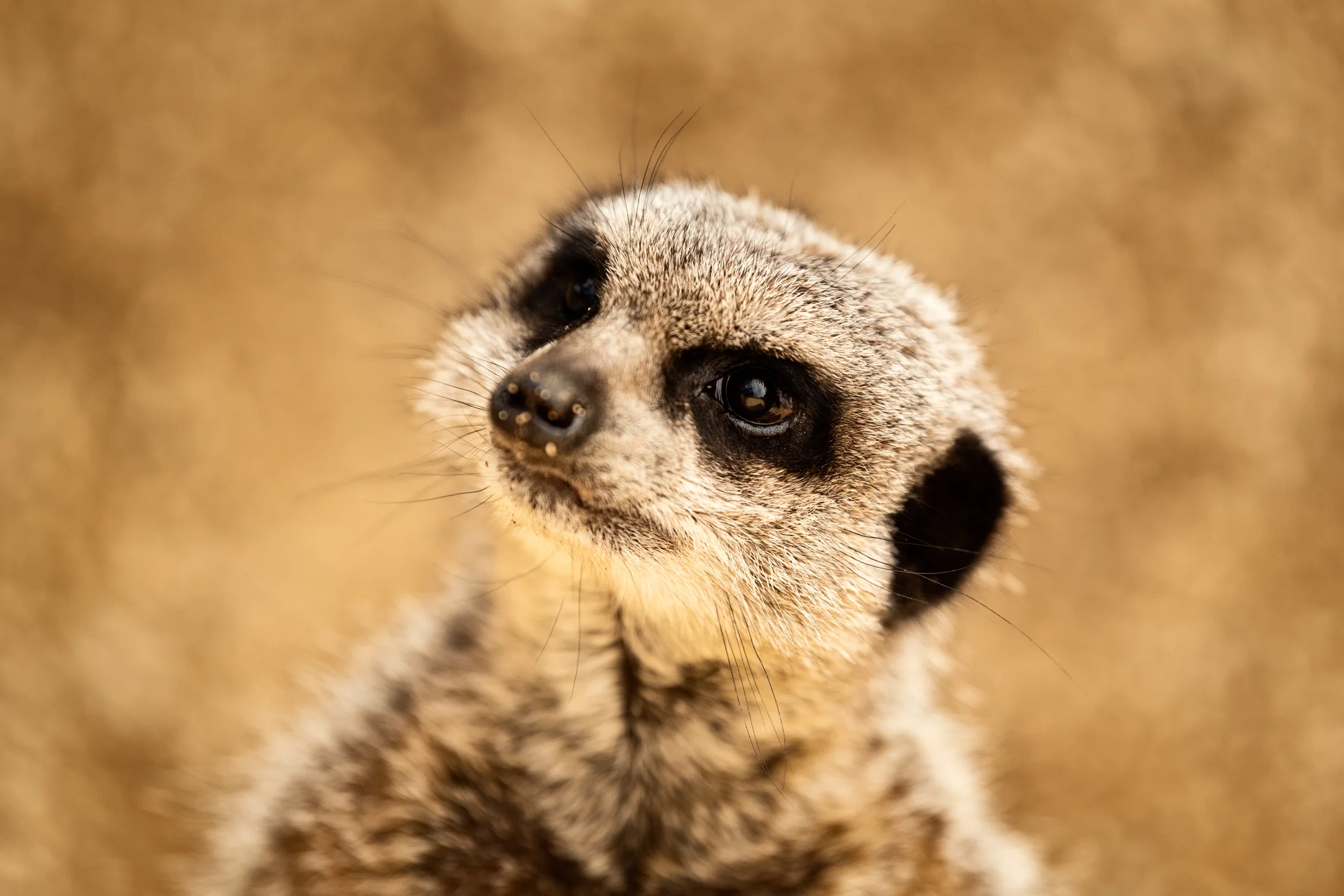 Cotswold Wildlife-23.jpg