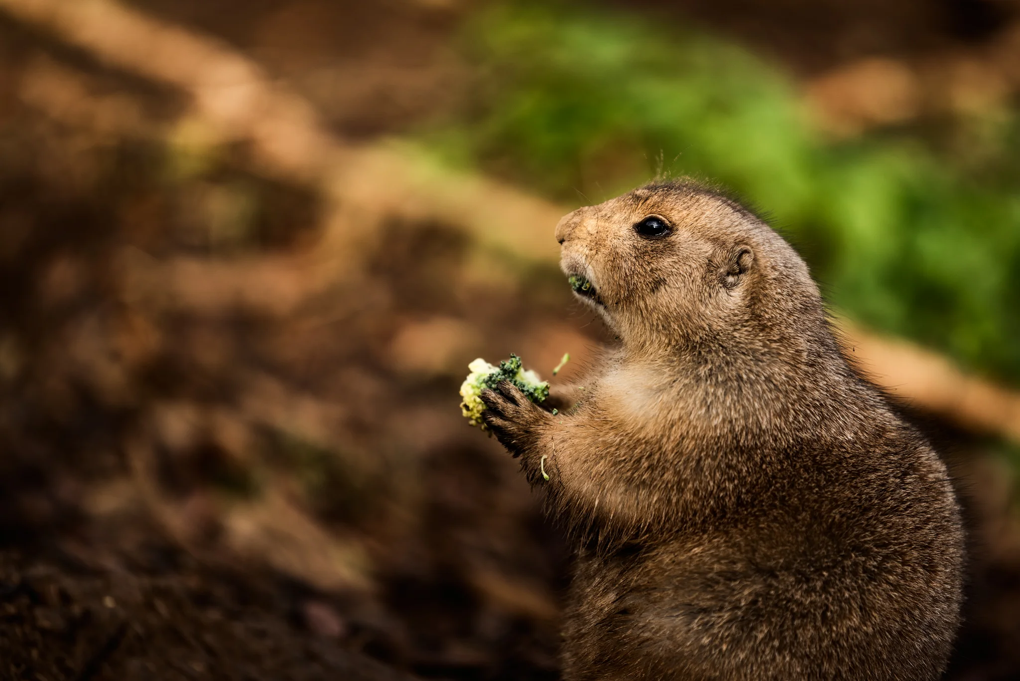 Cotswold Wildlife-24.jpg