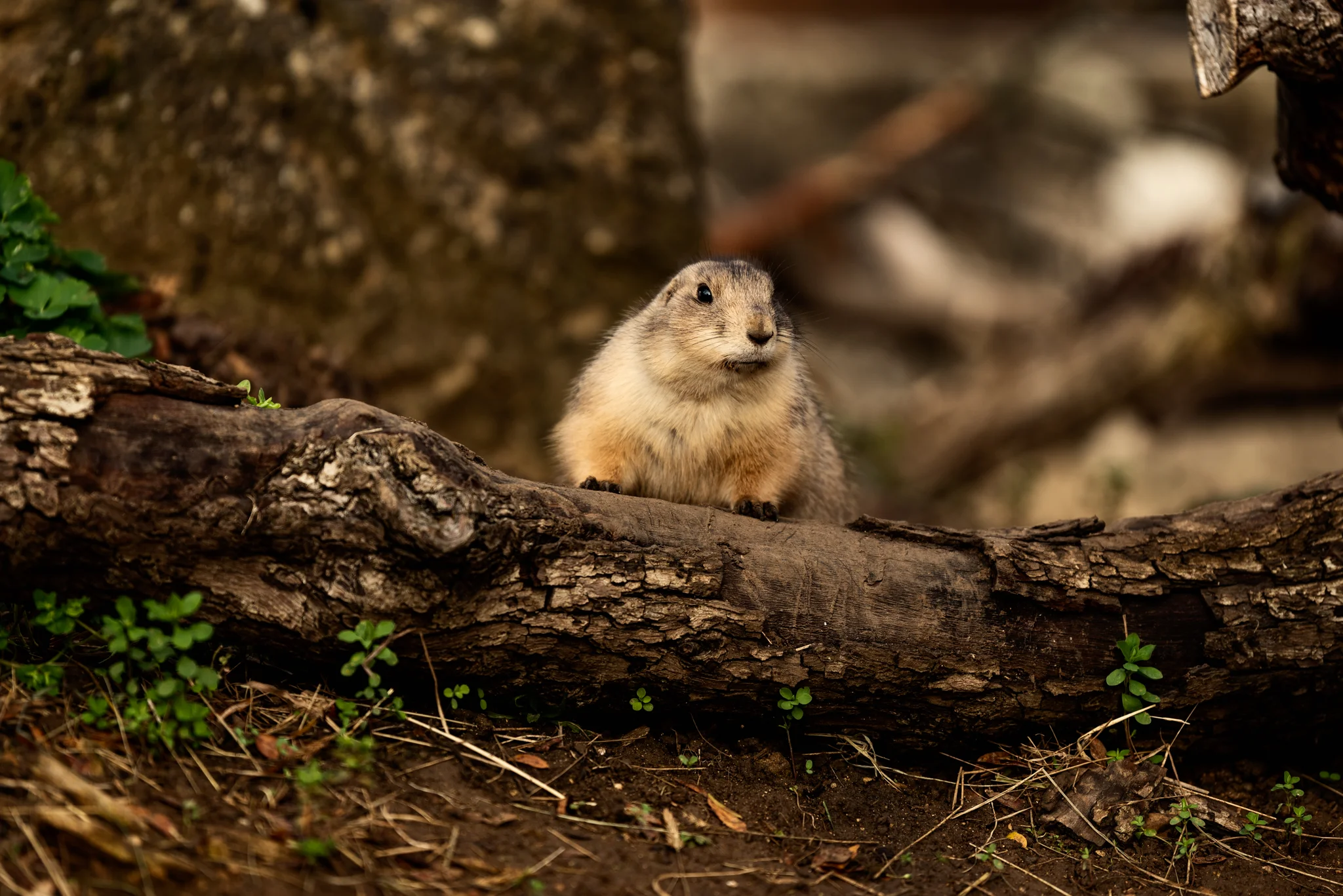 Cotswold Wildlife-25.jpg