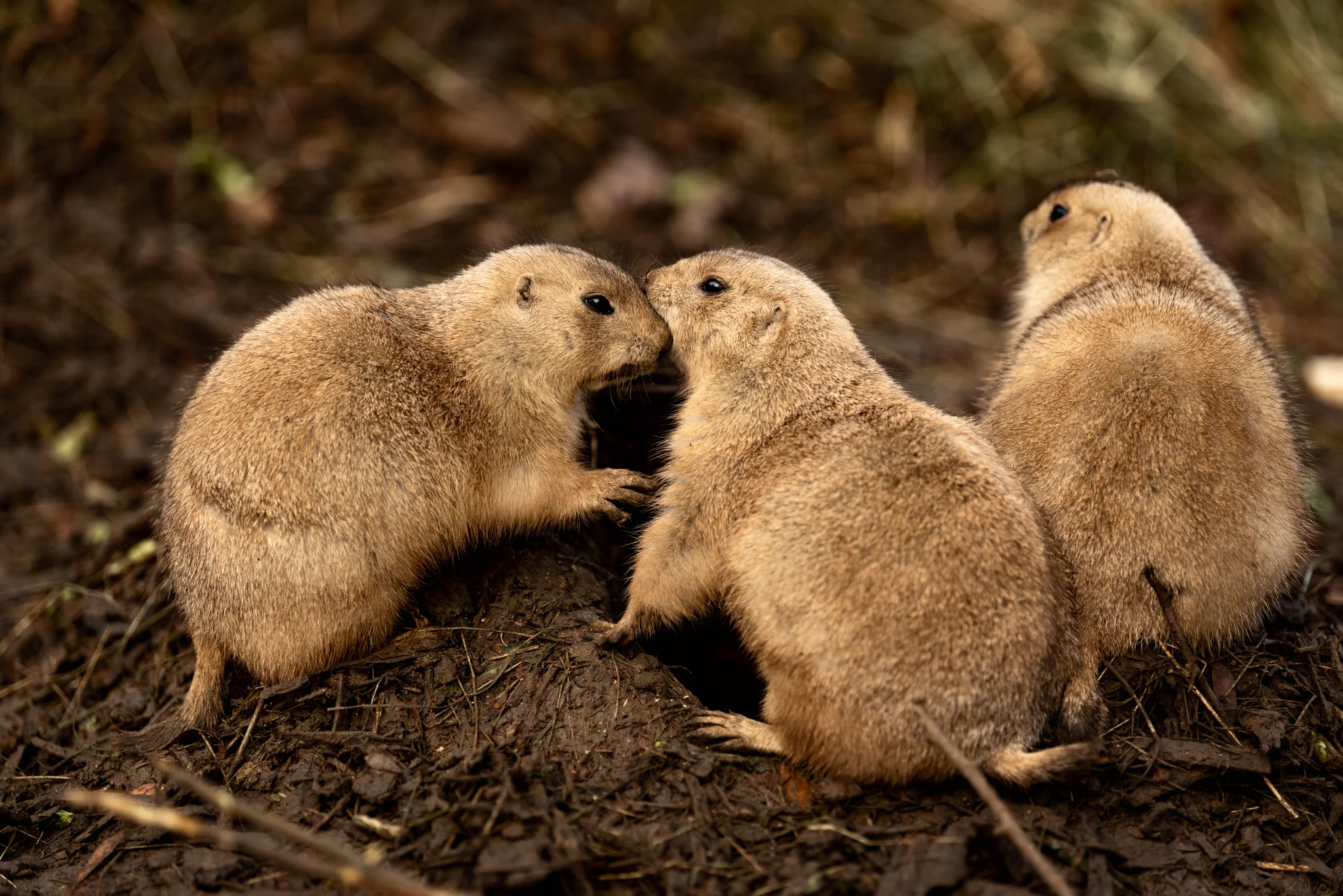 Cotswold Wildlife-26.jpg