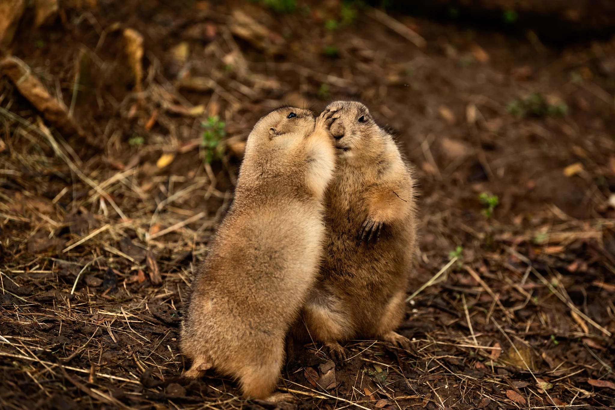 Cotswold Wildlife-27.jpg