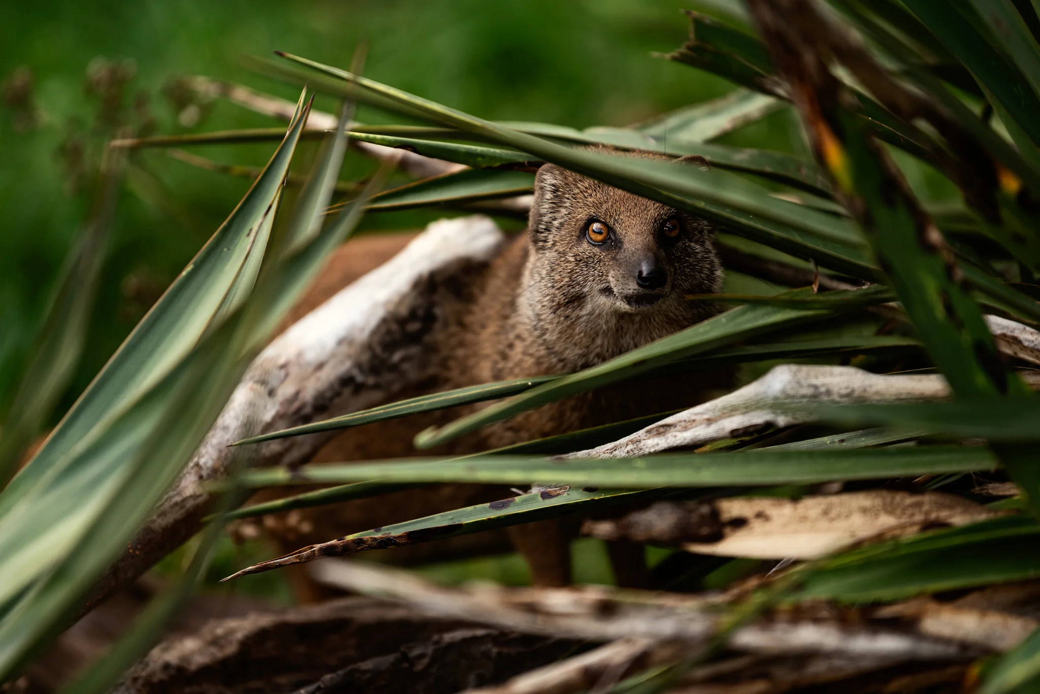 Cotswold Wildlife-28.jpg